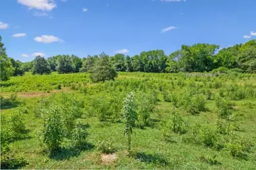 312 Moulder Rd, Shelbyville, TN  37160