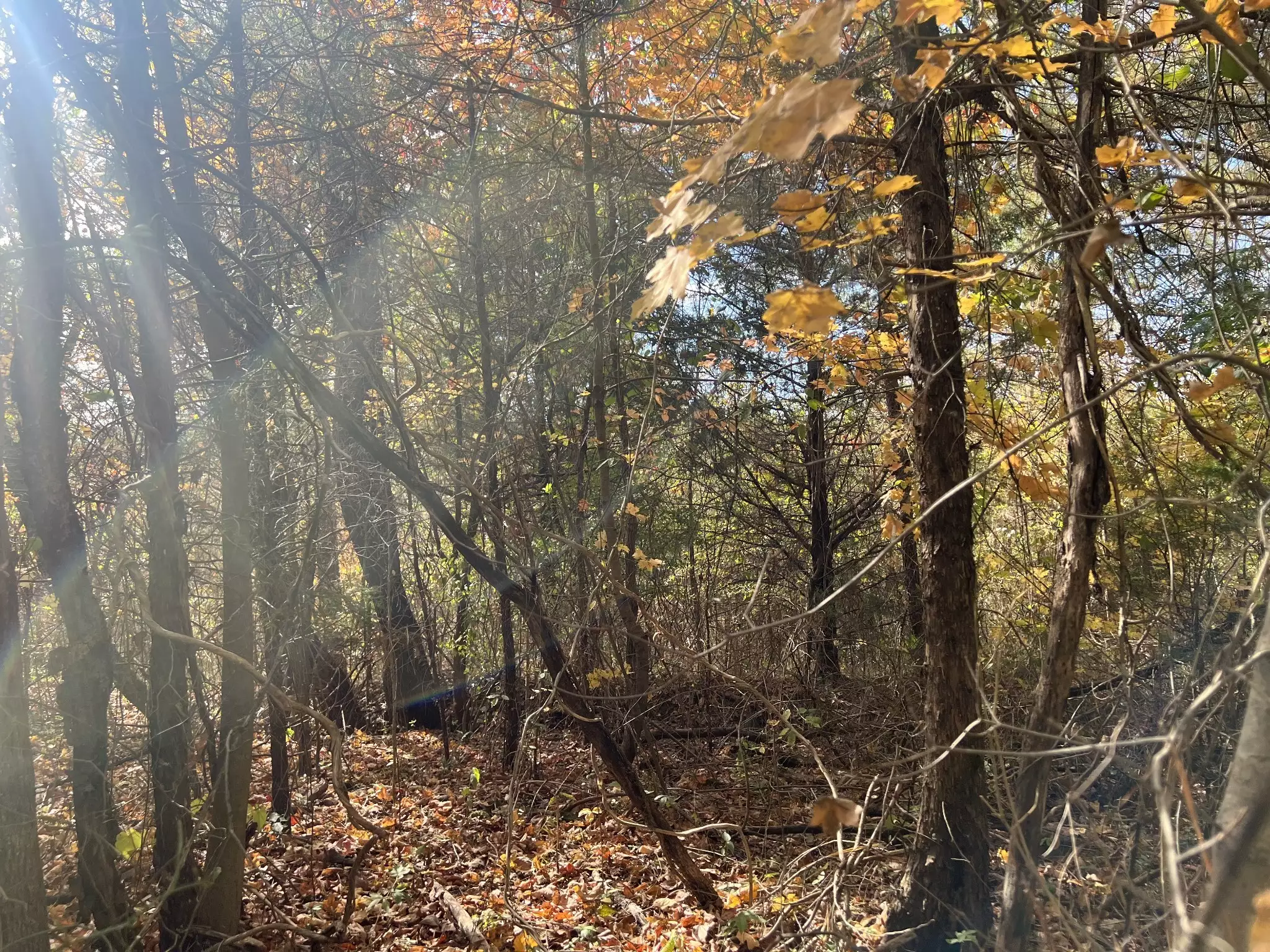 5 Clyde Webb, Tennessee Ridge, TN  37178