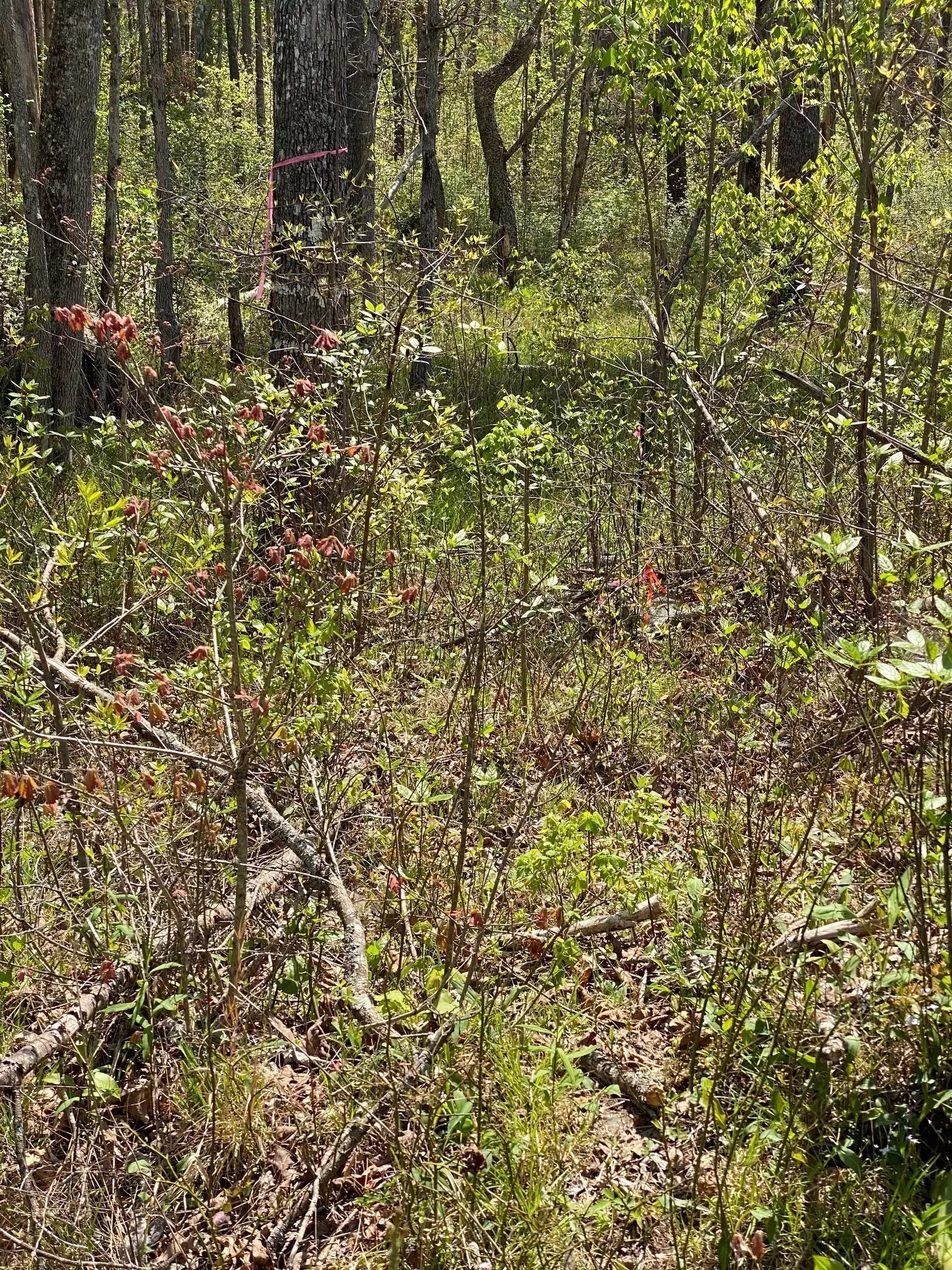 1 Seagroves Rd, Tracy City, TN  37387