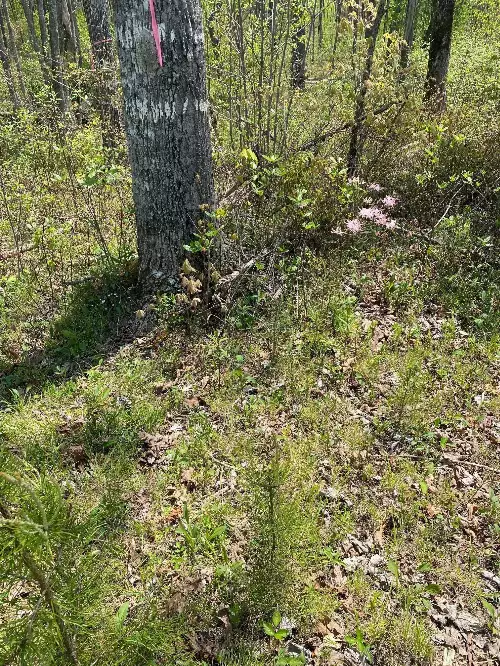 1 Seagroves Rd, Tracy City, TN  37387