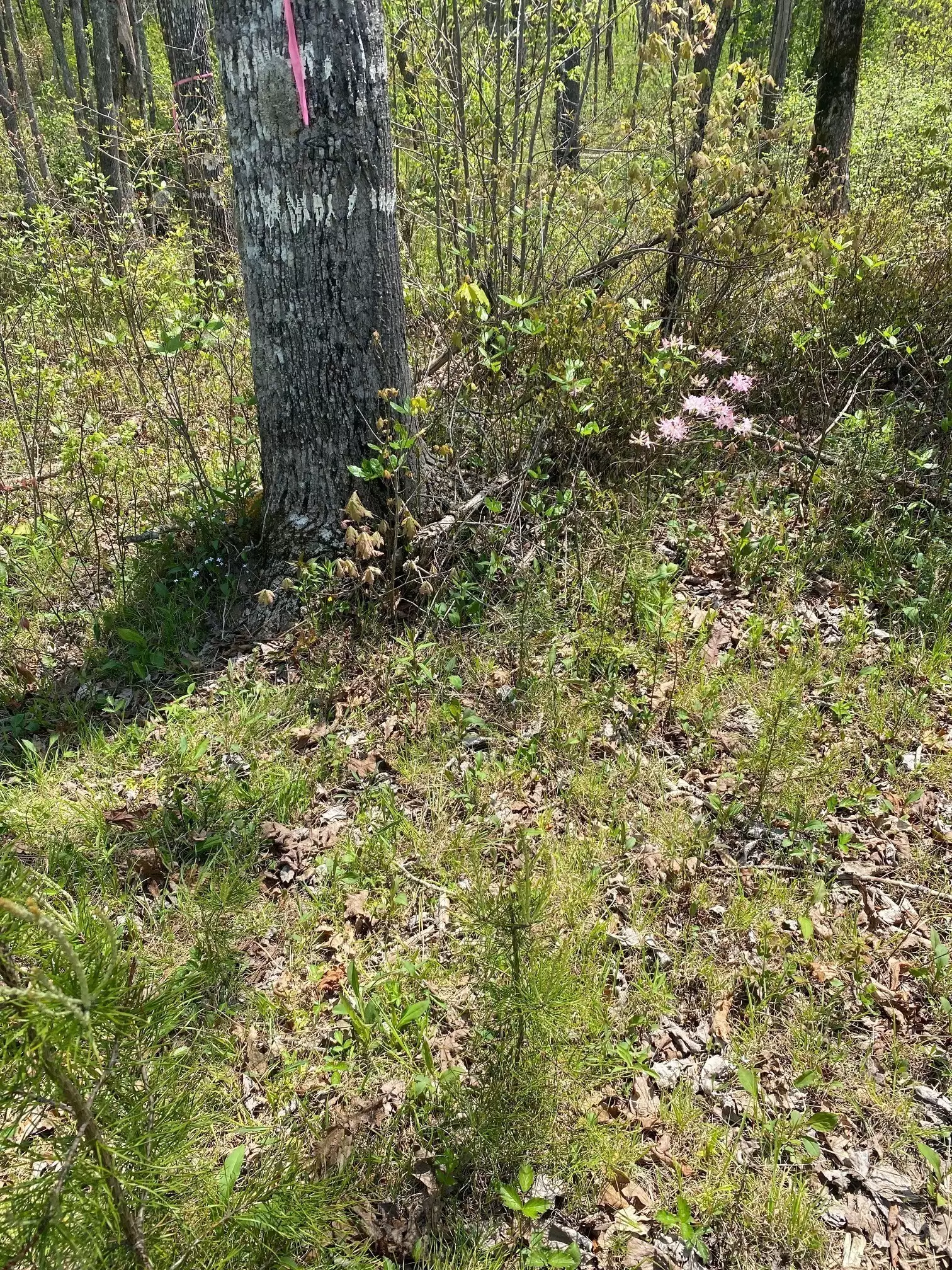 1 Seagroves Rd, Tracy City, TN  37387