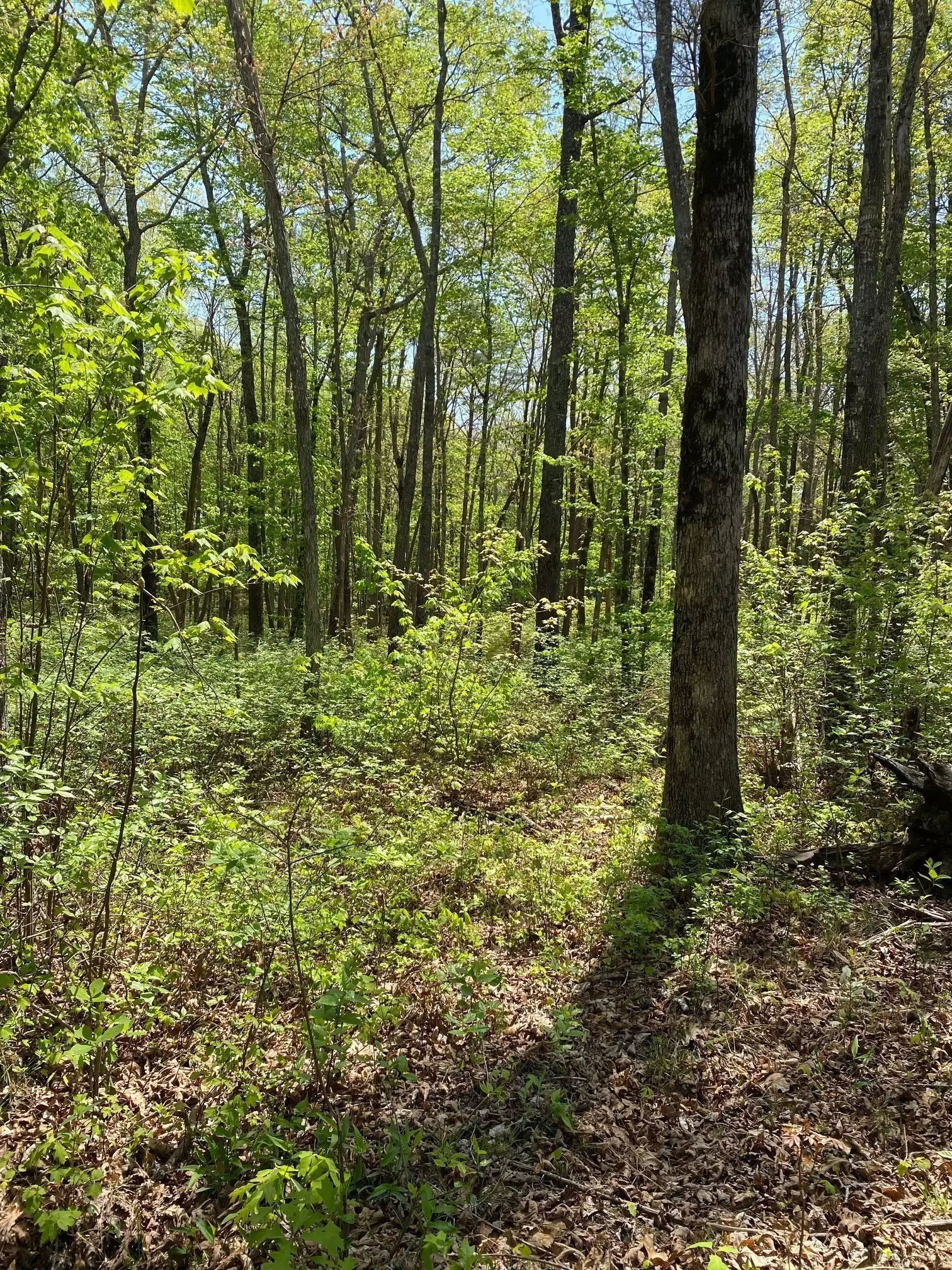 1 Seagroves Rd, Tracy City, TN  37387