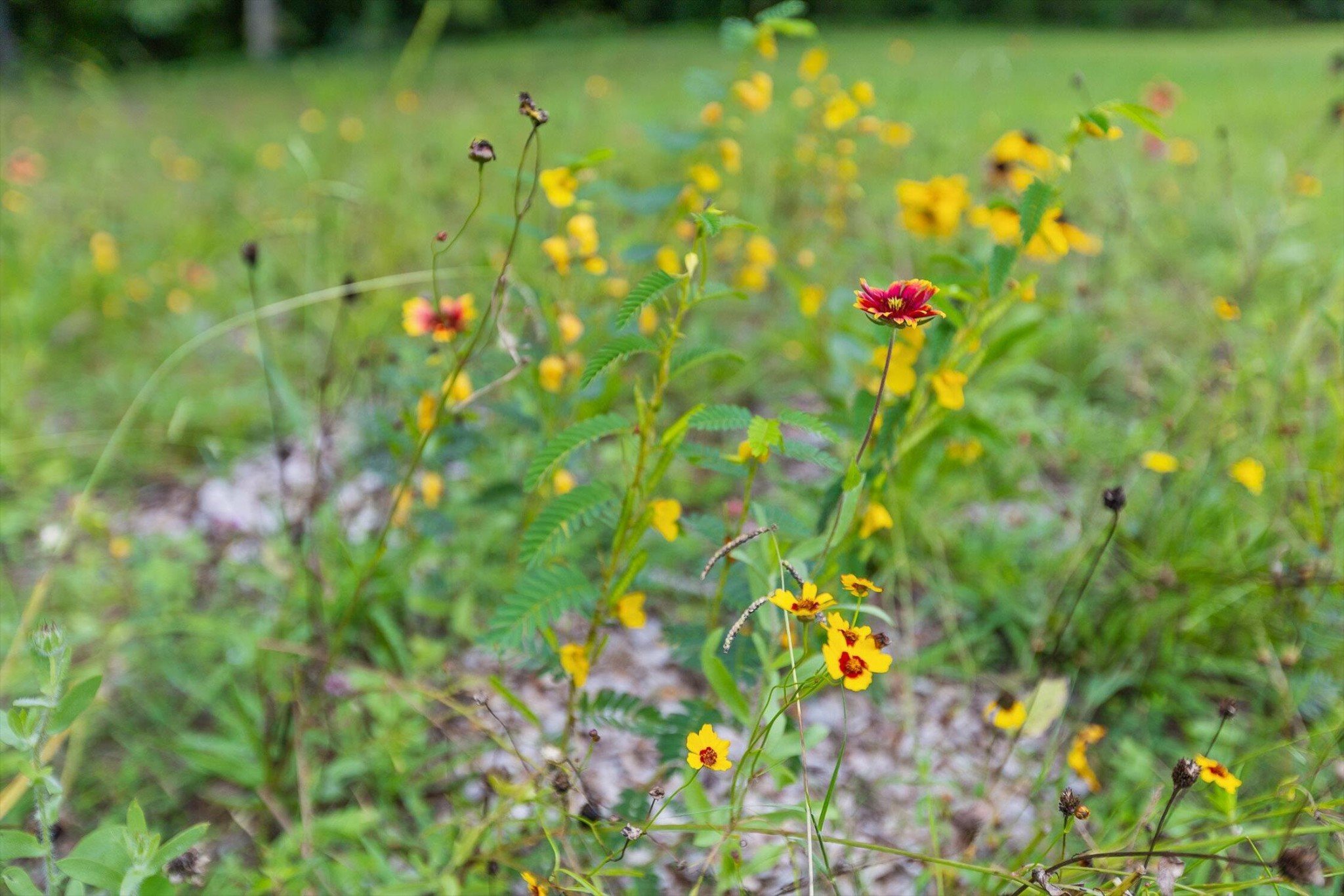 8834 Gann Road, Soddy Daisy, TN  37379