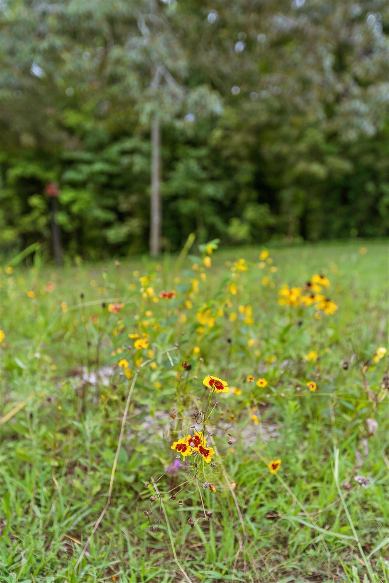 8834 Gann Road, Soddy Daisy, TN  37379