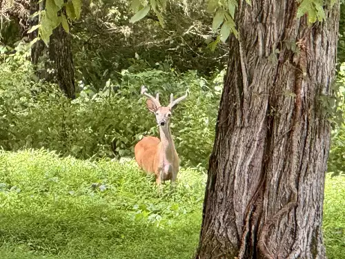 2559 Fayetteville Hwy, Belfast, TN  37019