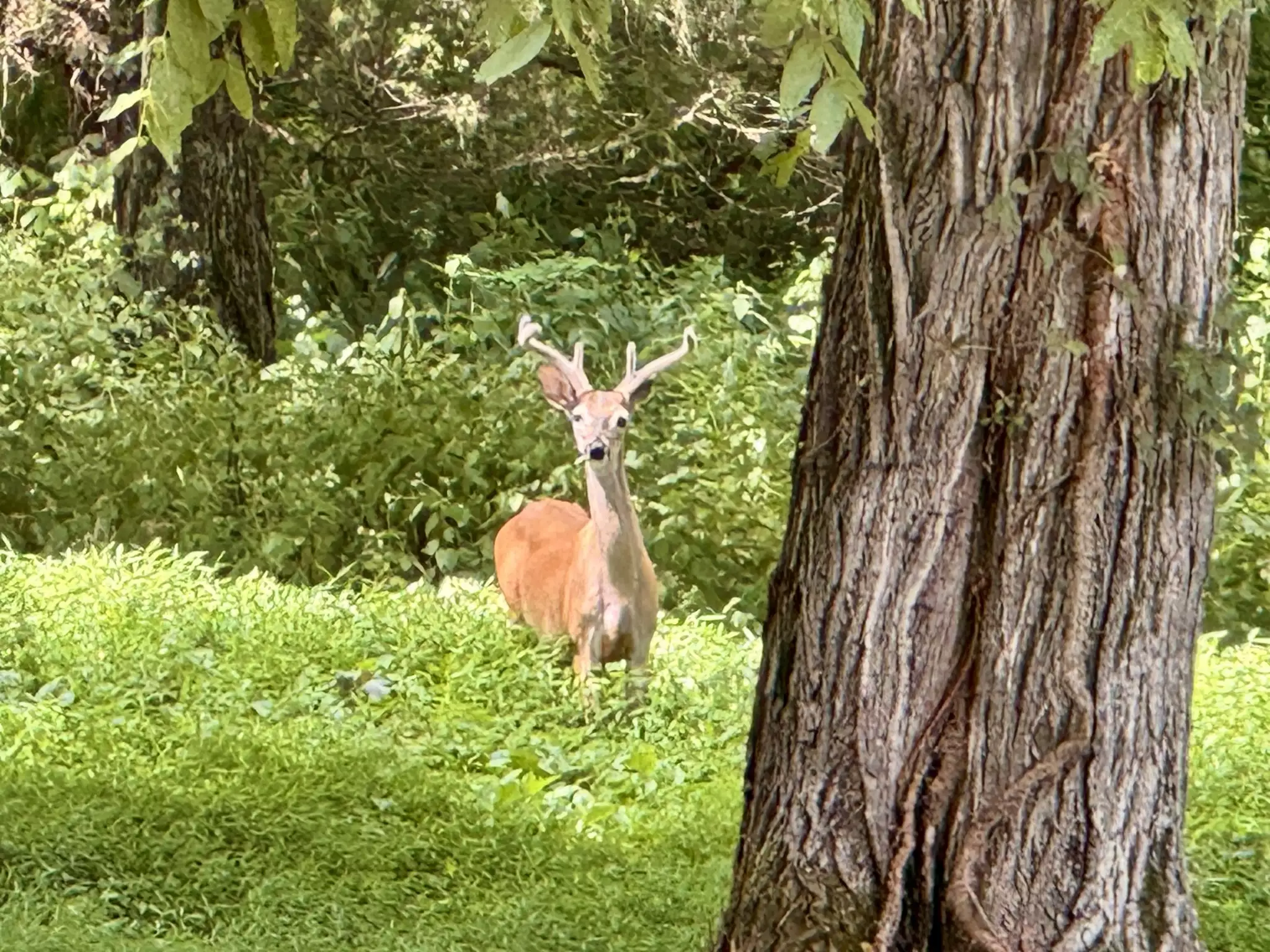 2559 Fayetteville Hwy, Belfast, TN  37019