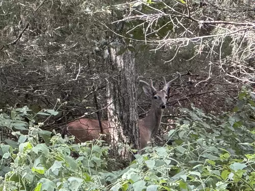 2559 Fayetteville Hwy, Belfast, TN  37019