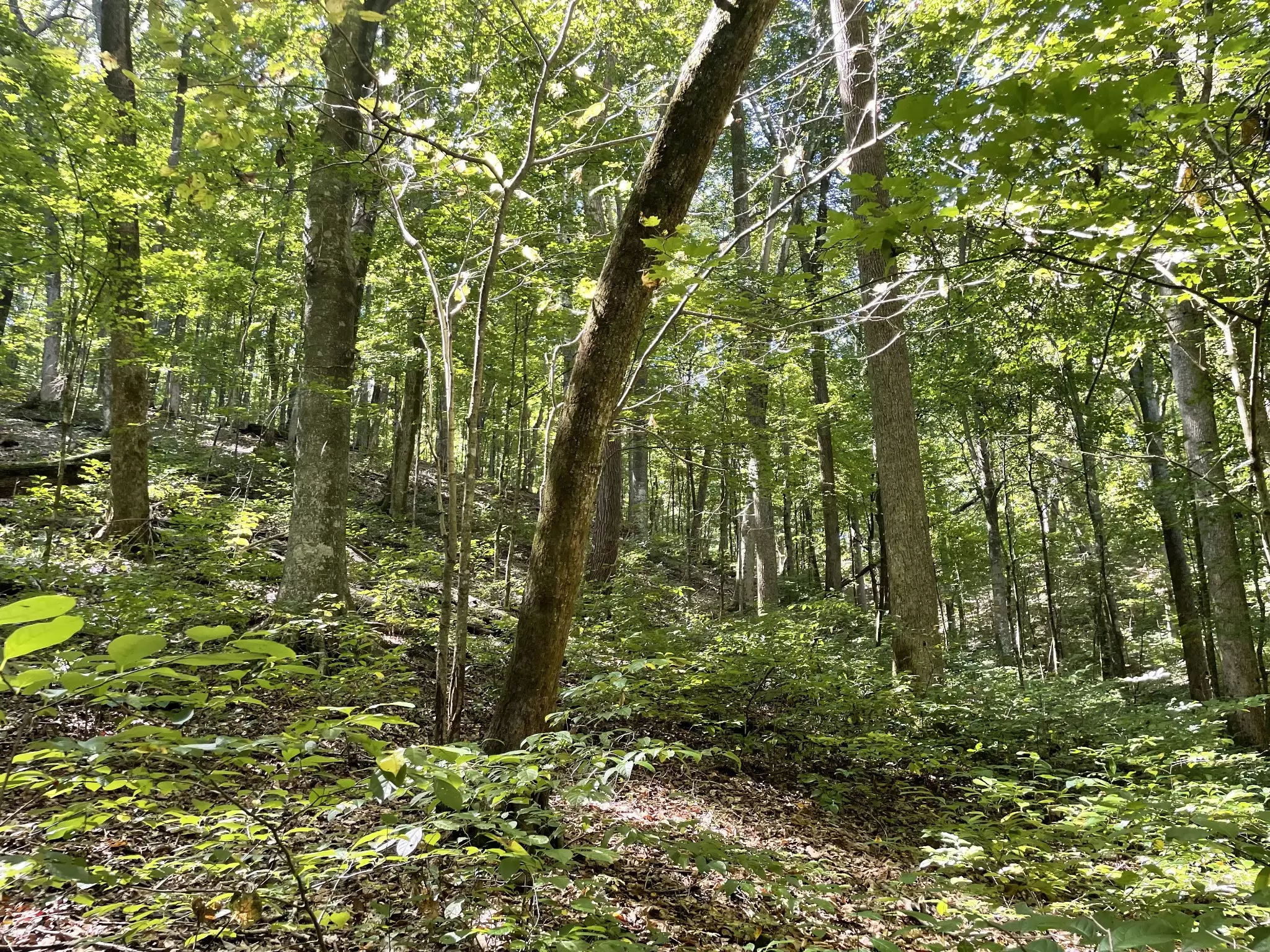 740 Hogans Branch Rd, Hendersonville, TN  37075