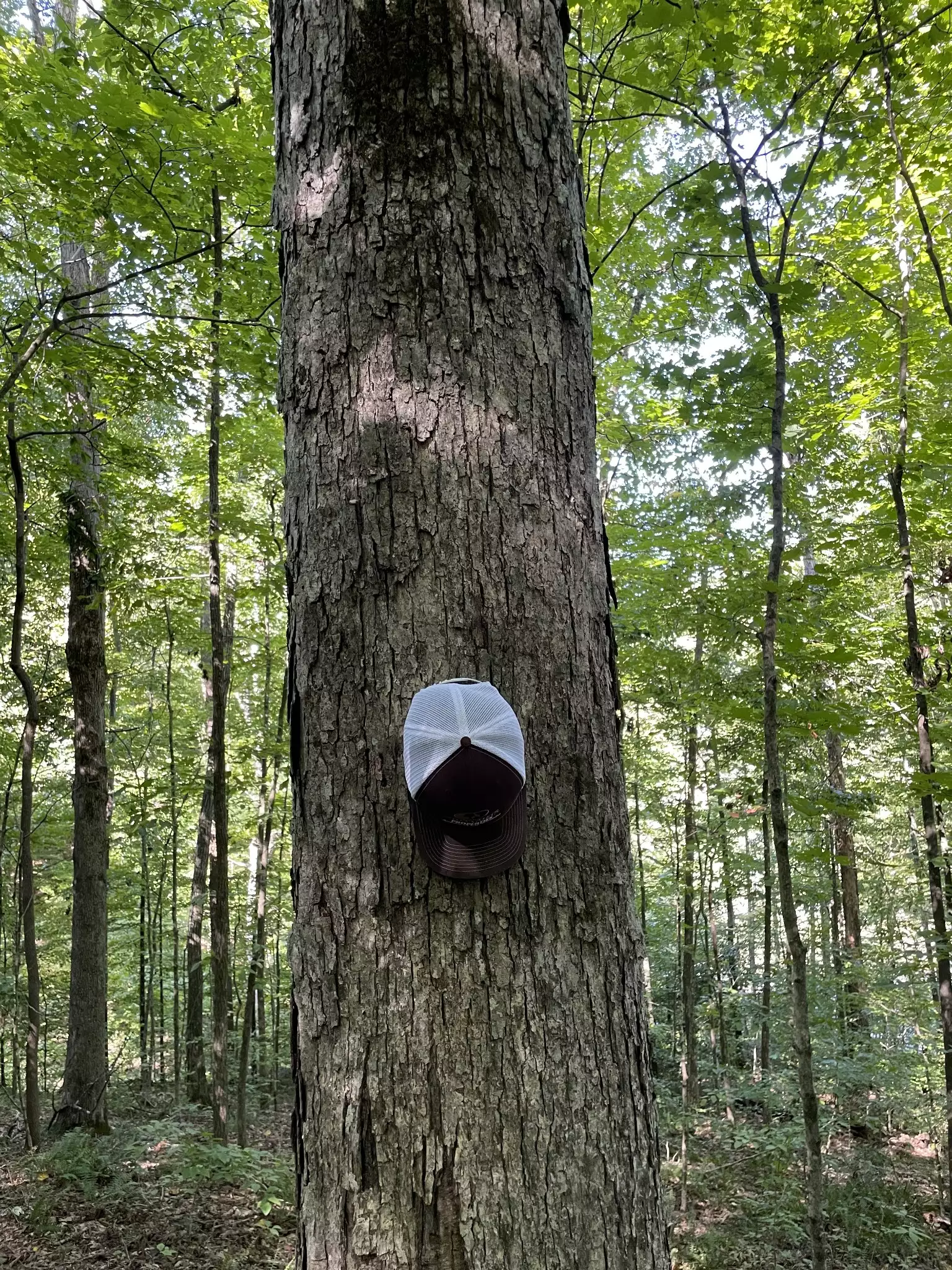 740 Hogans Branch Rd, Hendersonville, TN  37075