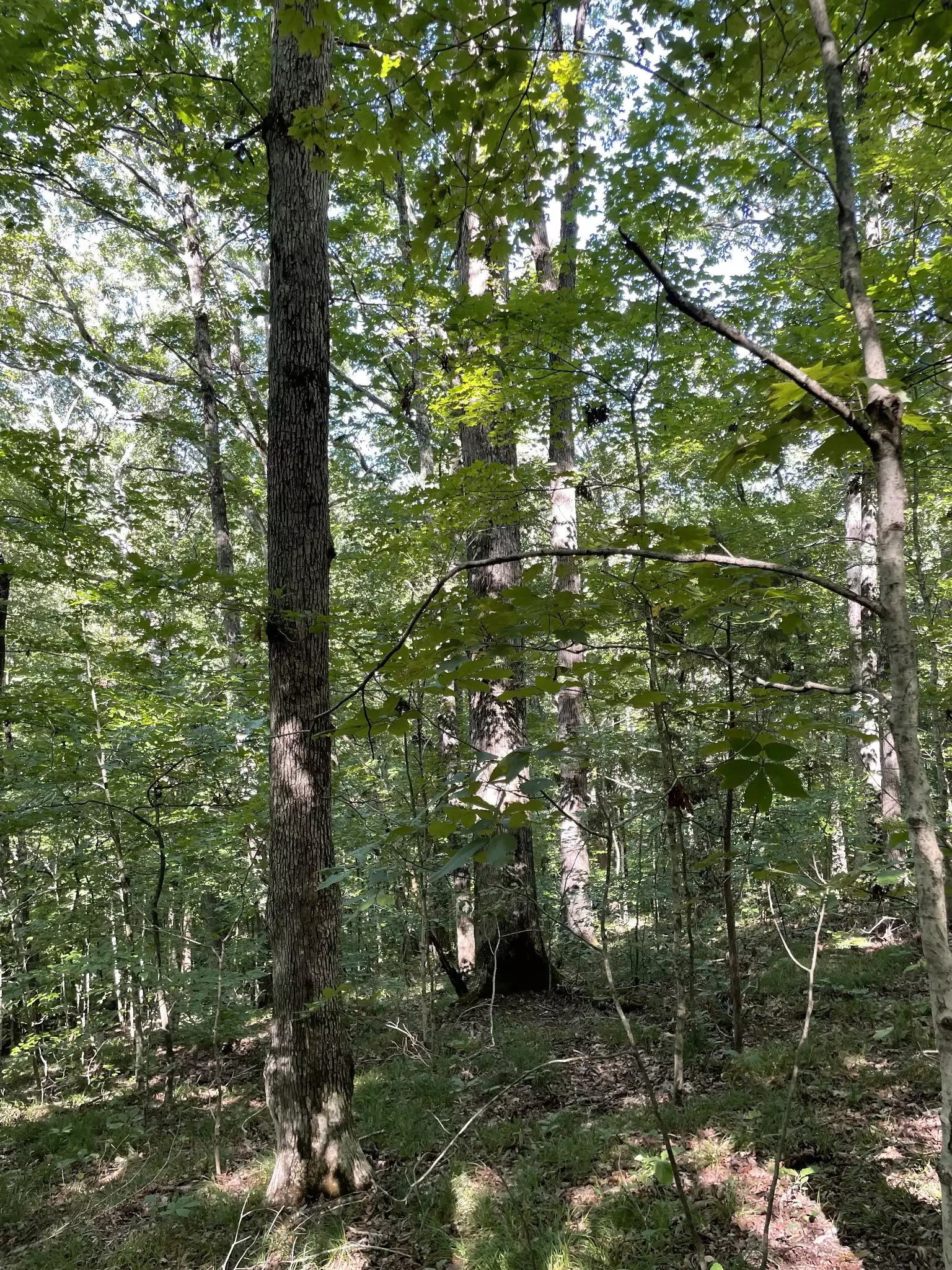 740 Hogans Branch Rd, Hendersonville, TN  37075