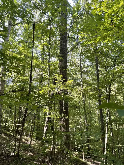 740 Hogans Branch Rd, Hendersonville, TN  37075