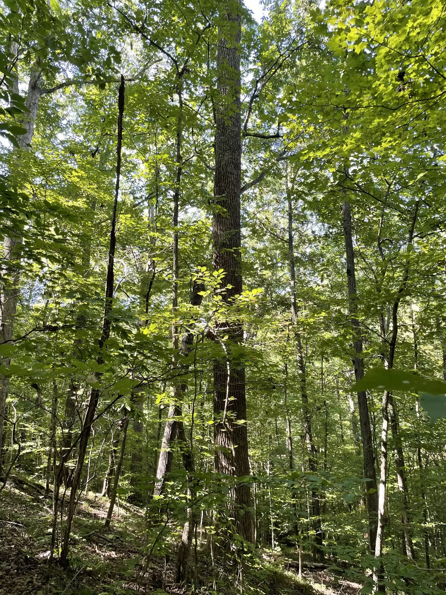 740 Hogans Branch Rd, Hendersonville, TN  37075