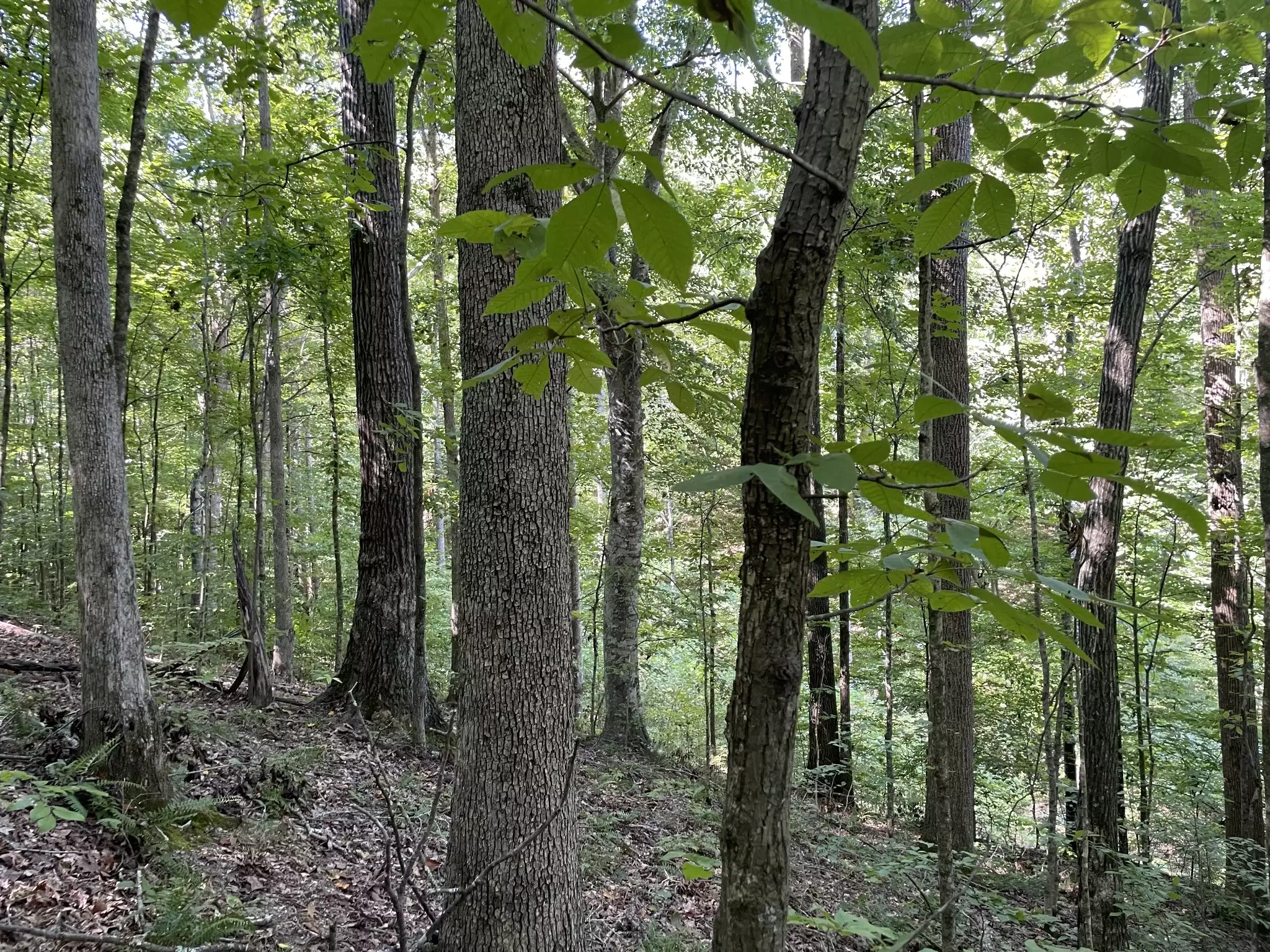 740 Hogans Branch Rd, Hendersonville, TN  37075