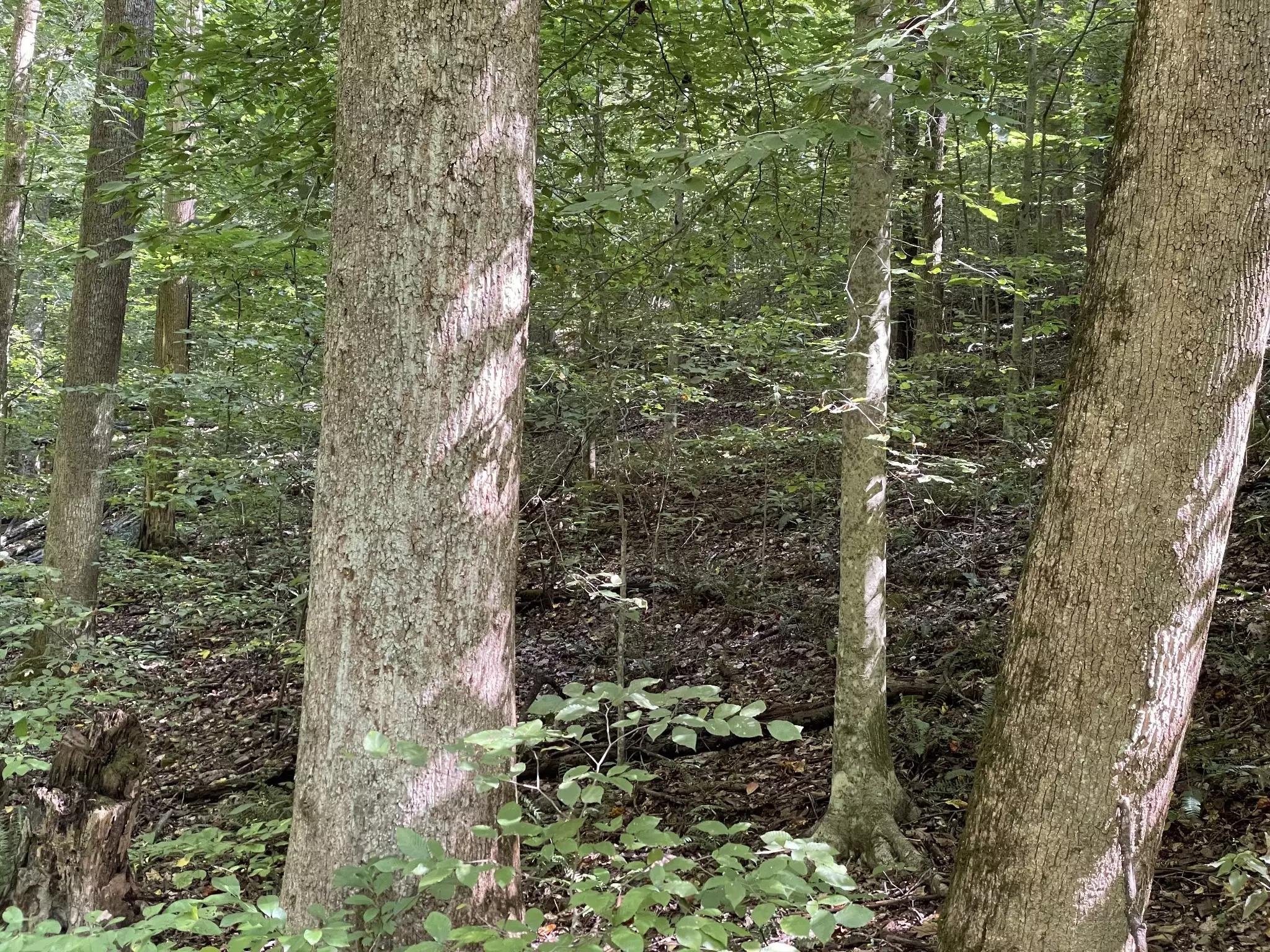 740 Hogans Branch Rd, Hendersonville, TN  37075