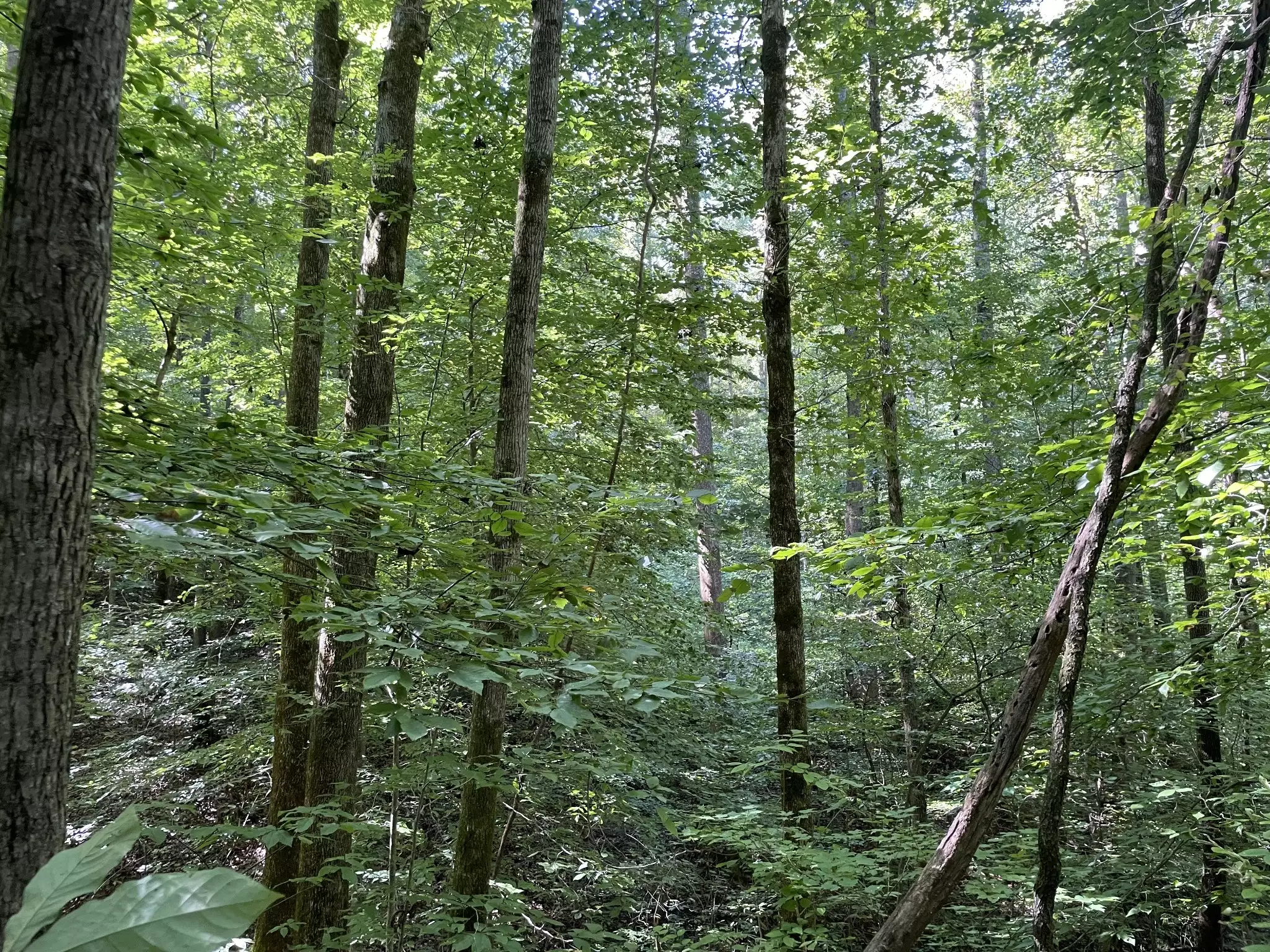 740 Hogans Branch Rd, Hendersonville, TN  37075