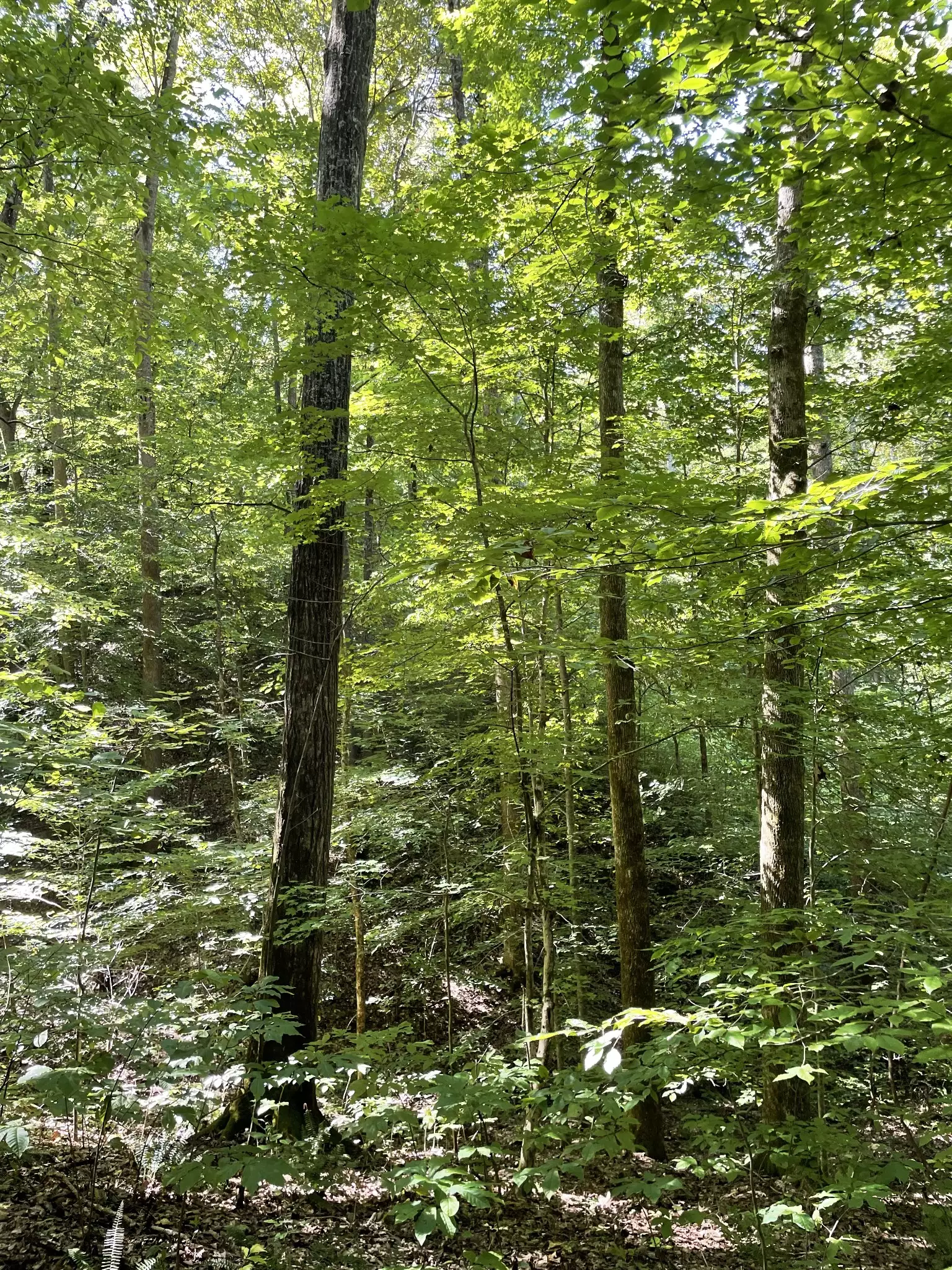 740 Hogans Branch Rd, Hendersonville, TN  37075