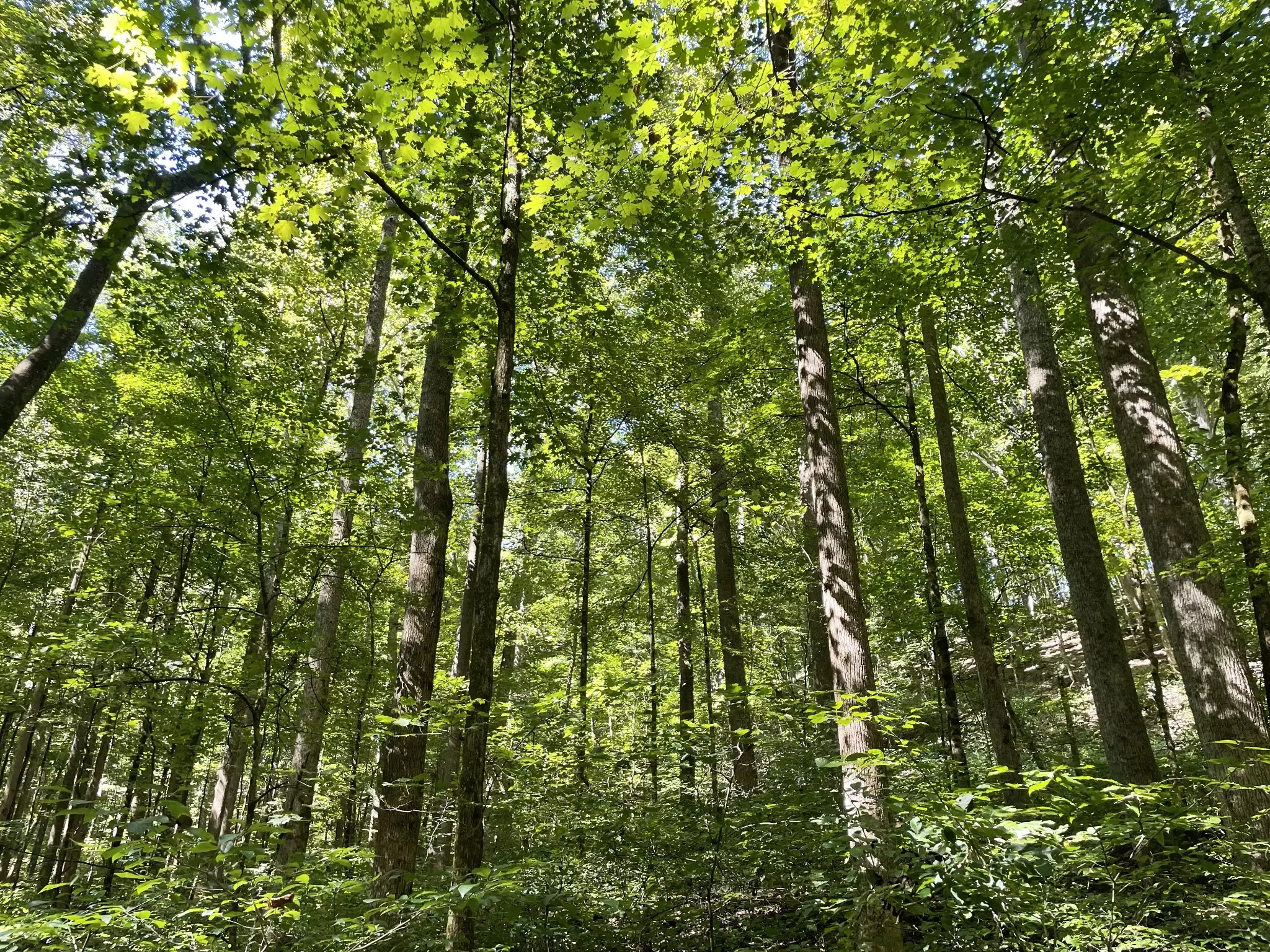 740 Hogans Branch Rd, Hendersonville, TN  37075