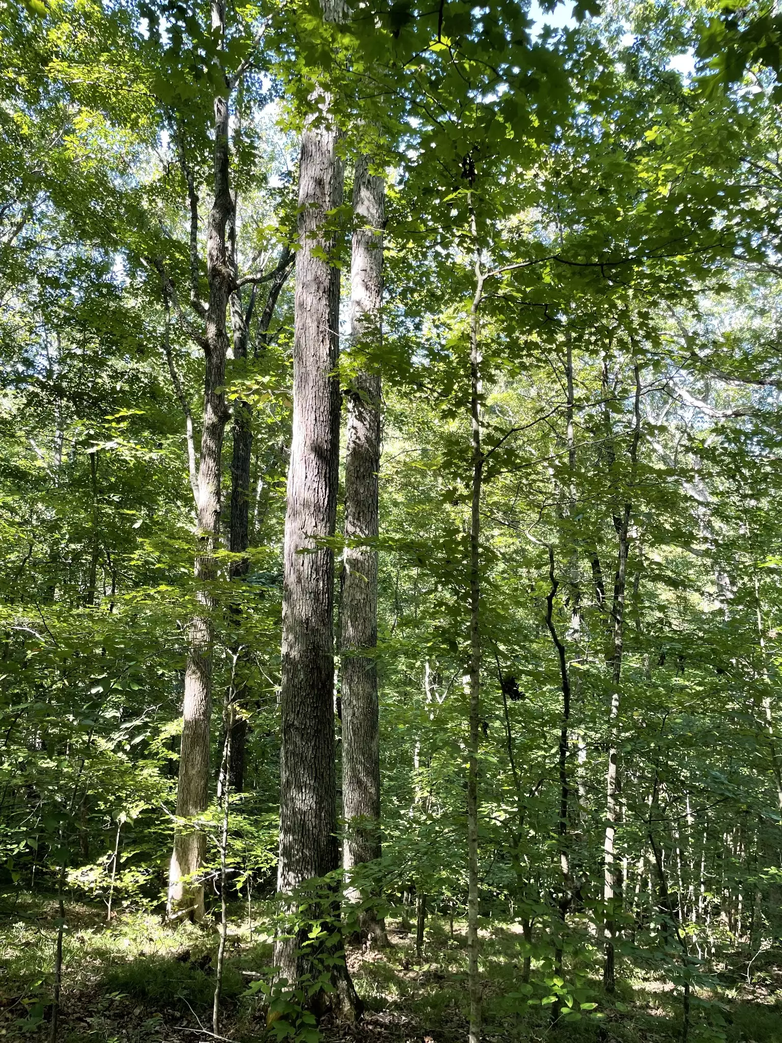 740 Hogans Branch Rd, Hendersonville, TN  37075