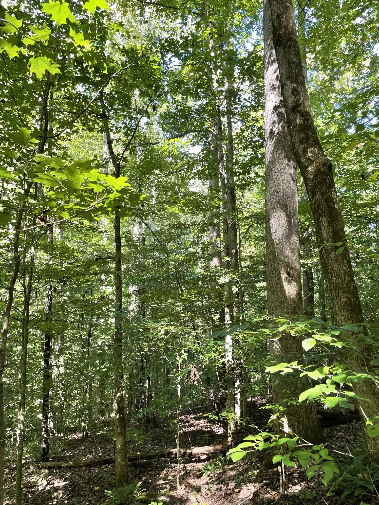 740 Hogans Branch Rd, Hendersonville, TN  37075