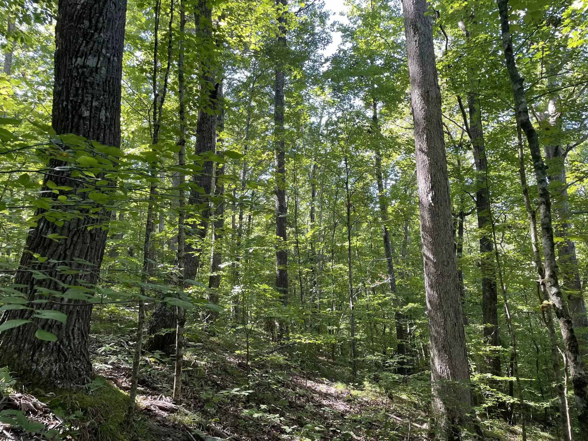 740 Hogans Branch Rd, Hendersonville, TN  37075