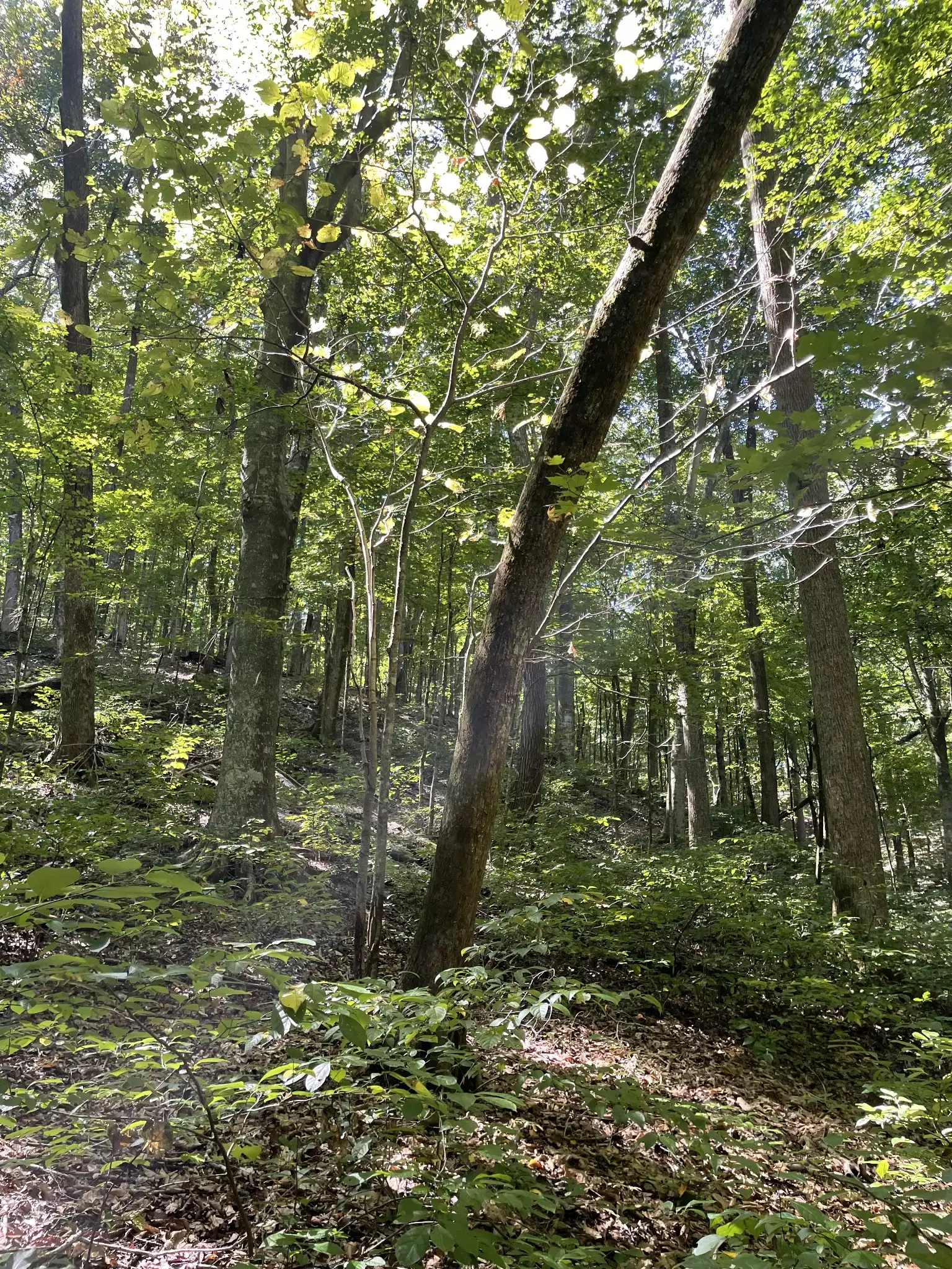 740 Hogans Branch Rd, Hendersonville, TN  37075