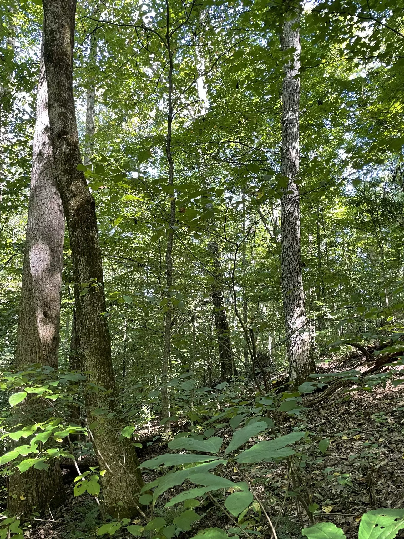 740 Hogans Branch Rd, Hendersonville, TN  37075