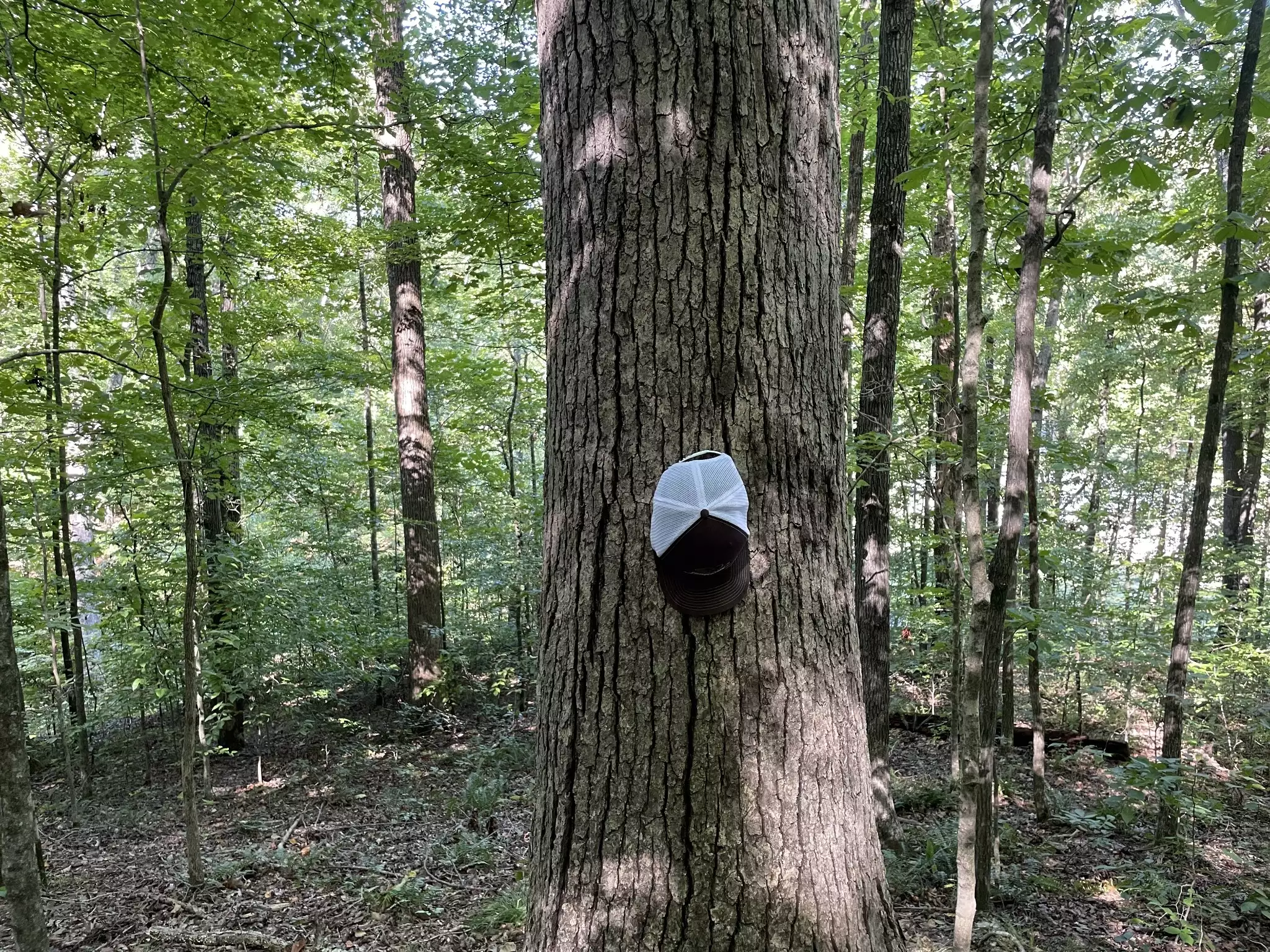 740 Hogans Branch Rd, Hendersonville, TN  37075