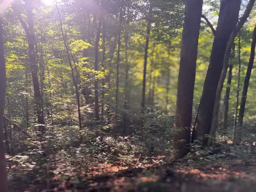 Lazy Branch Road, Wartrace, TN  37183