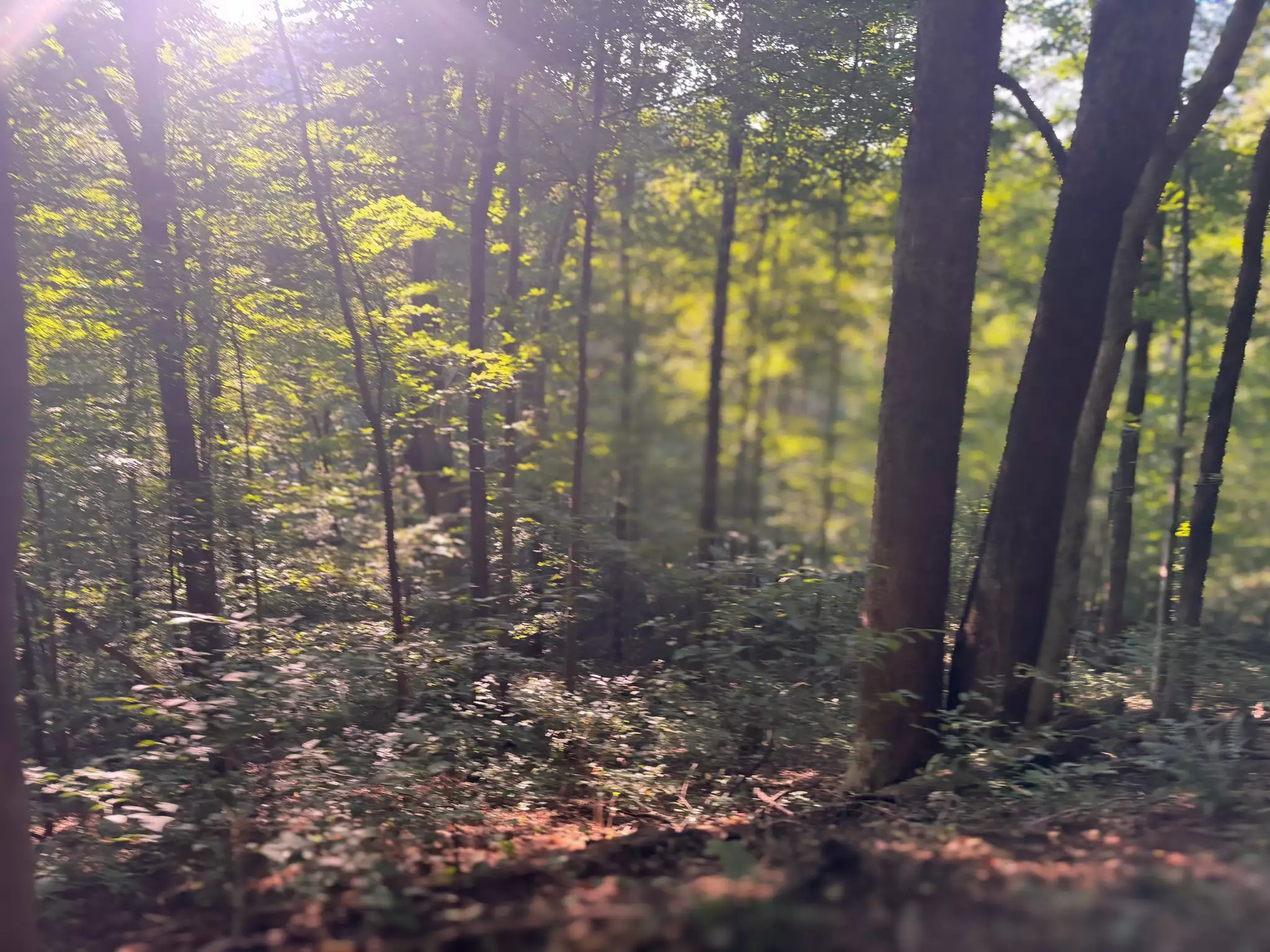 Lazy Branch Road, Wartrace, TN  37183