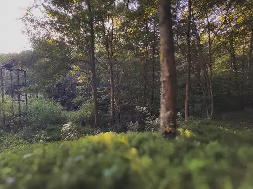 Lazy Branch Road, Wartrace, TN  37183