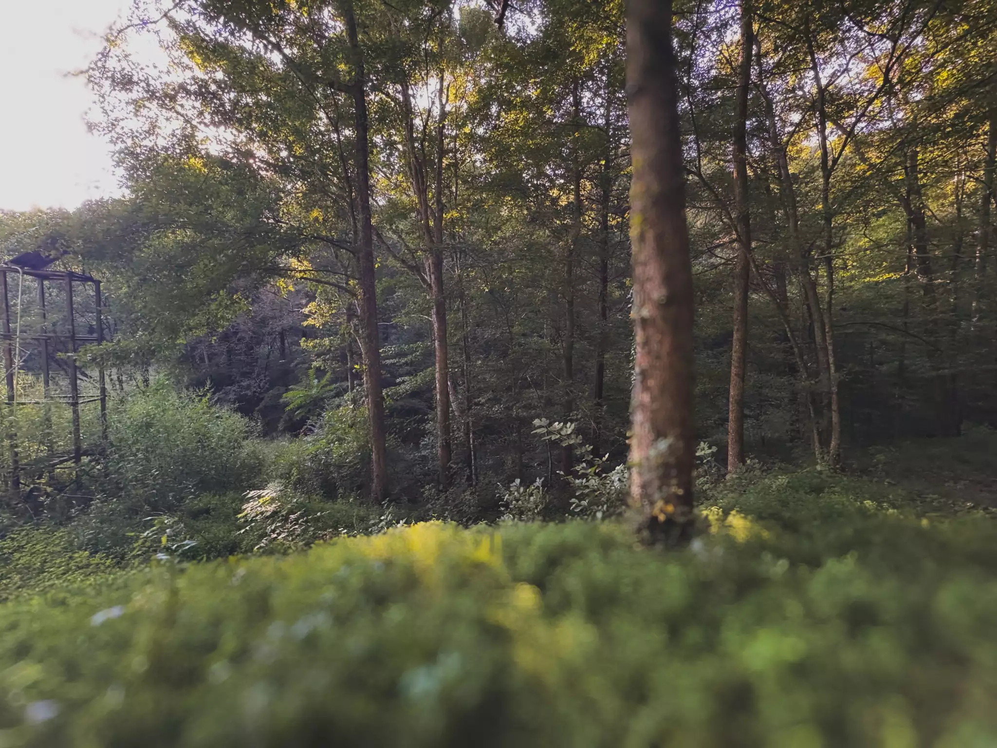 Lazy Branch Road, Wartrace, TN  37183