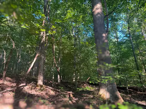 Lazy Branch Road, Wartrace, TN  37183