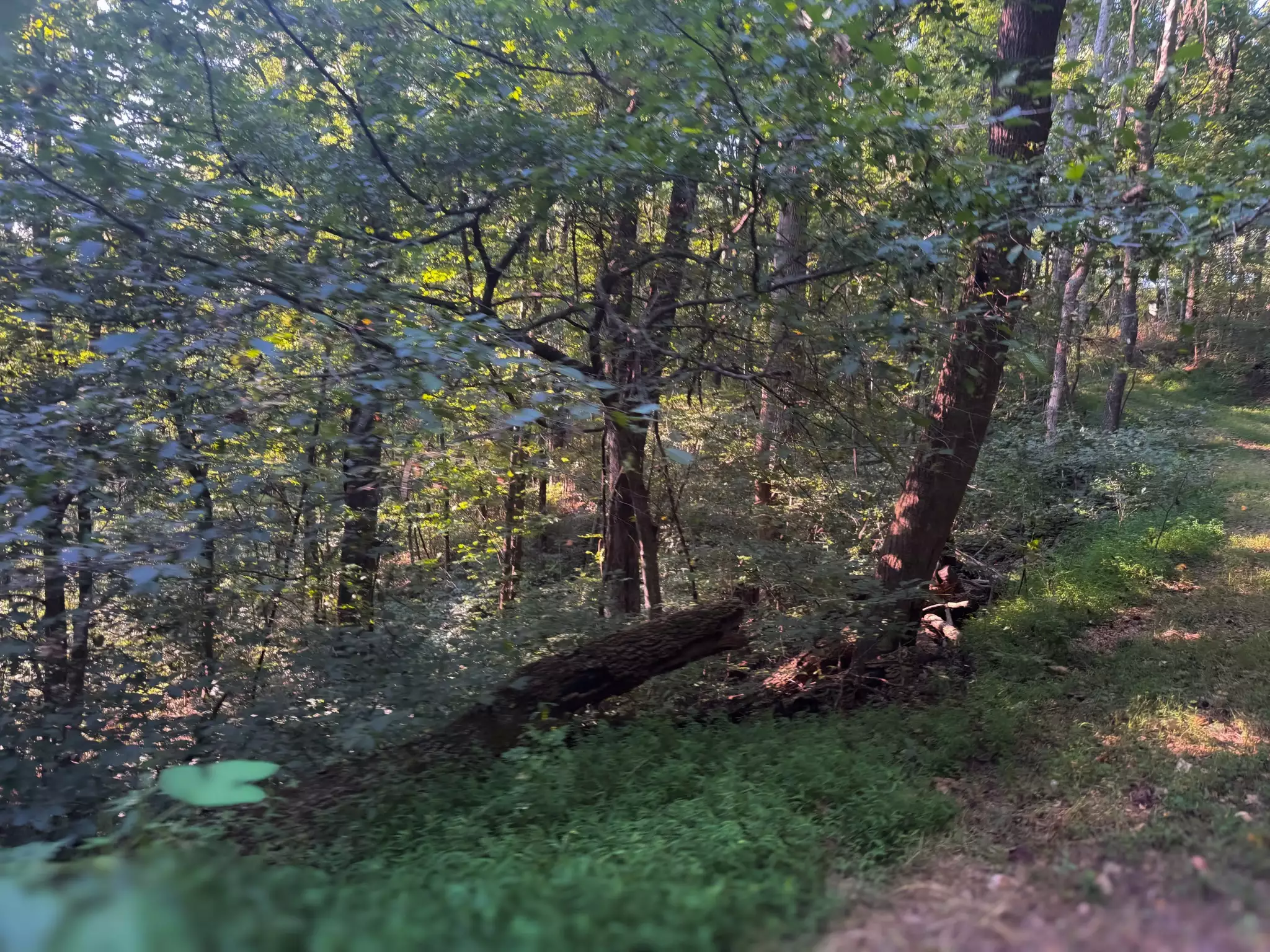 Lazy Branch Road, Wartrace, TN  37183