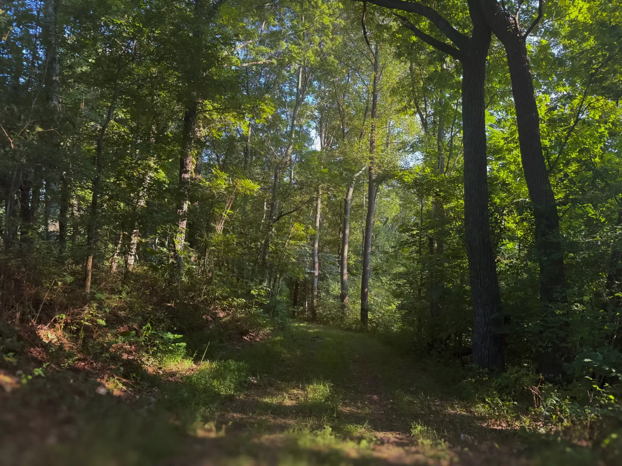 Lazy Branch Road, Wartrace, TN  37183