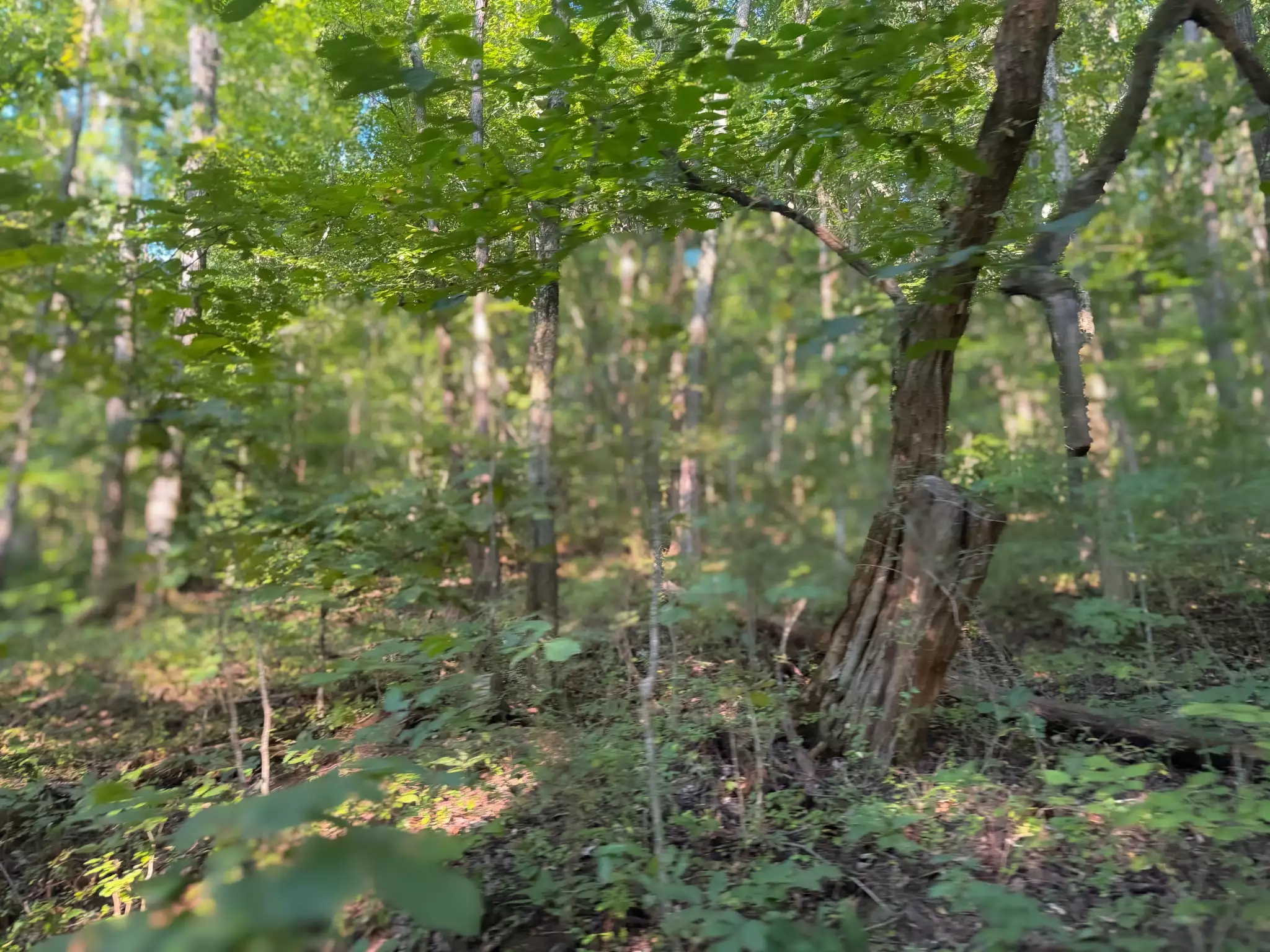 Lazy Branch Road, Wartrace, TN  37183