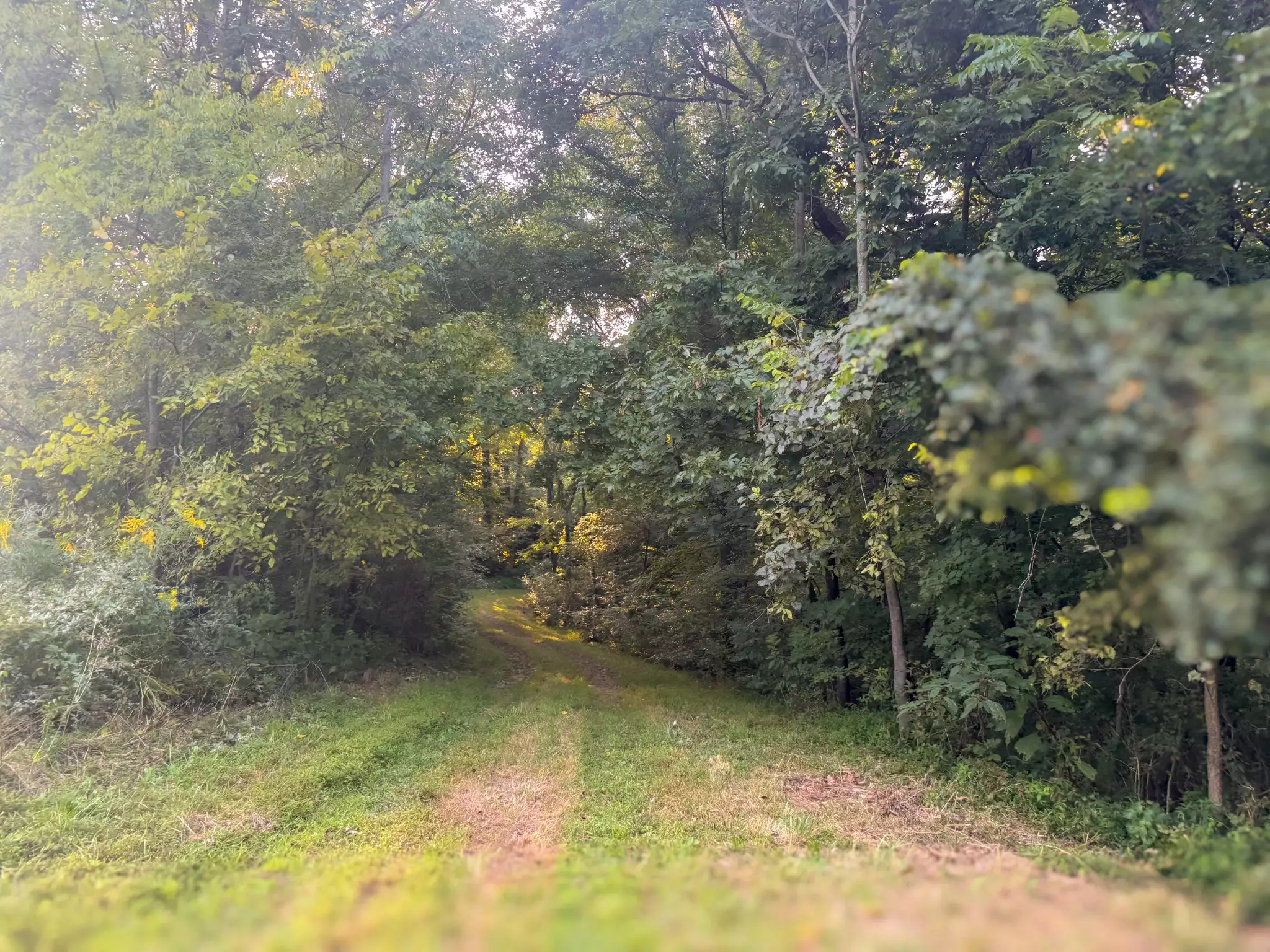 Lazy Branch Road, Wartrace, TN  37183