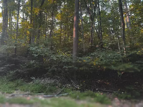 Lazy Branch Road, Wartrace, TN  37183