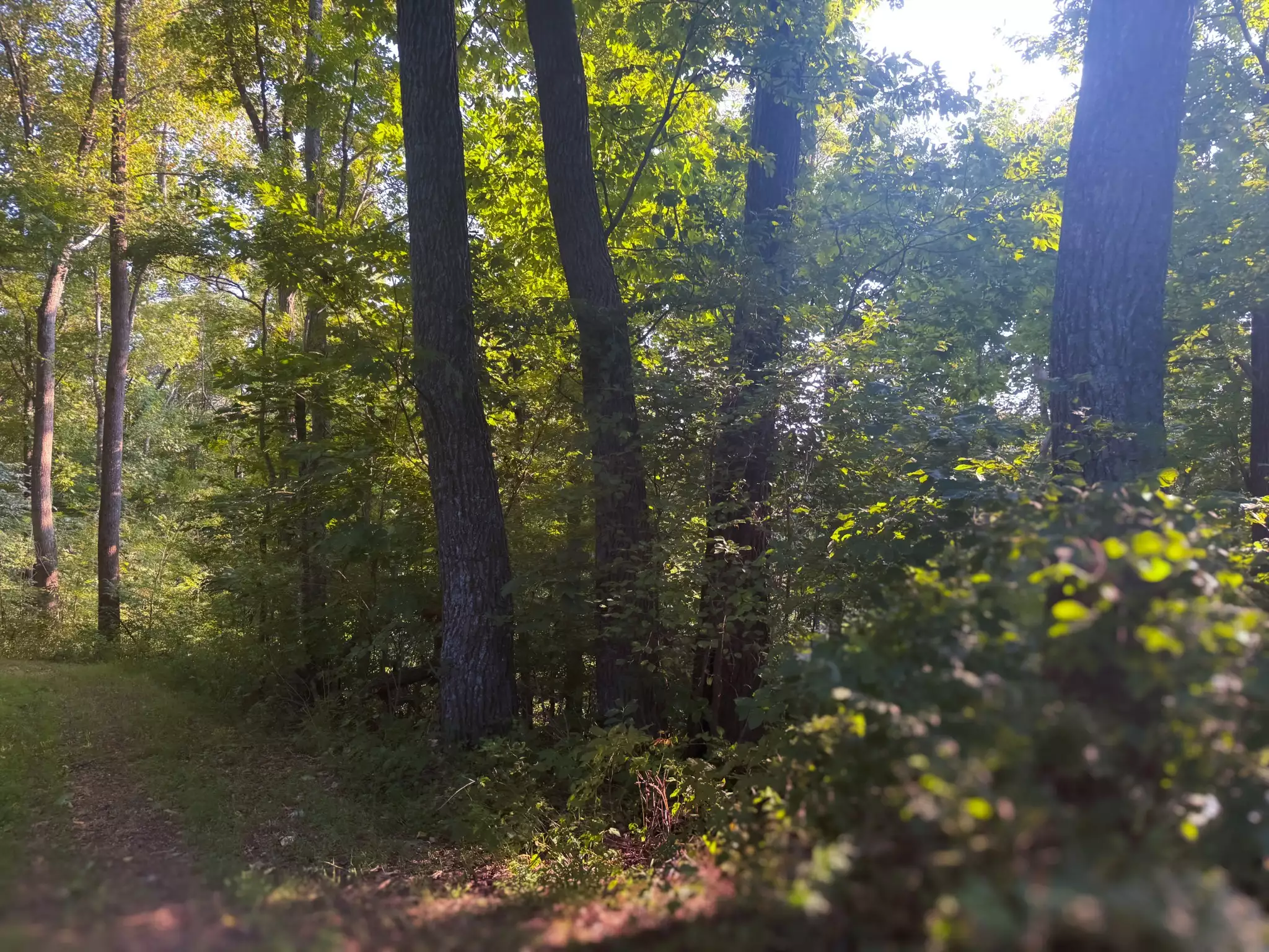 Lazy Branch Road, Wartrace, TN  37183