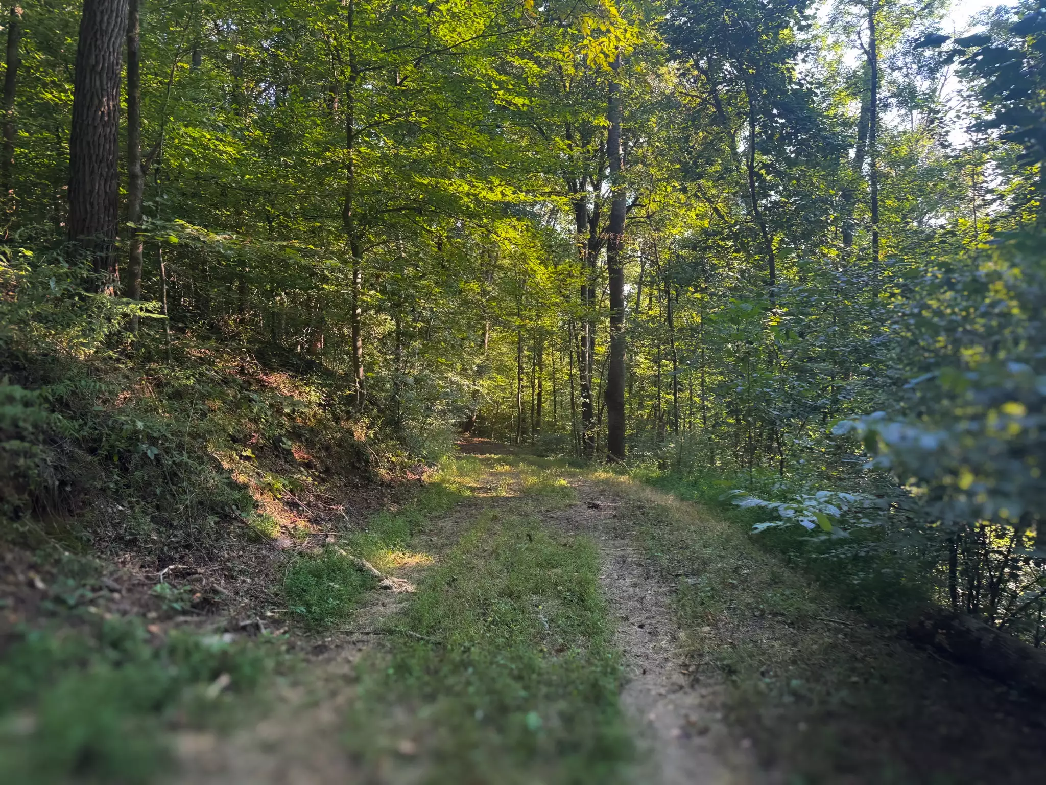 Lazy Branch Road, Wartrace, TN  37183