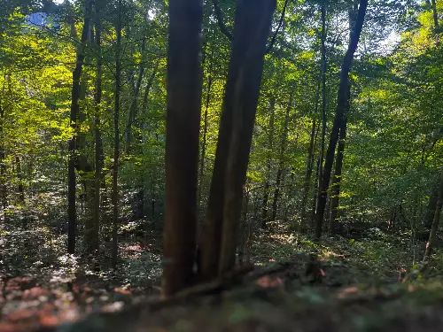 Lazy Branch Road, Wartrace, TN  37183