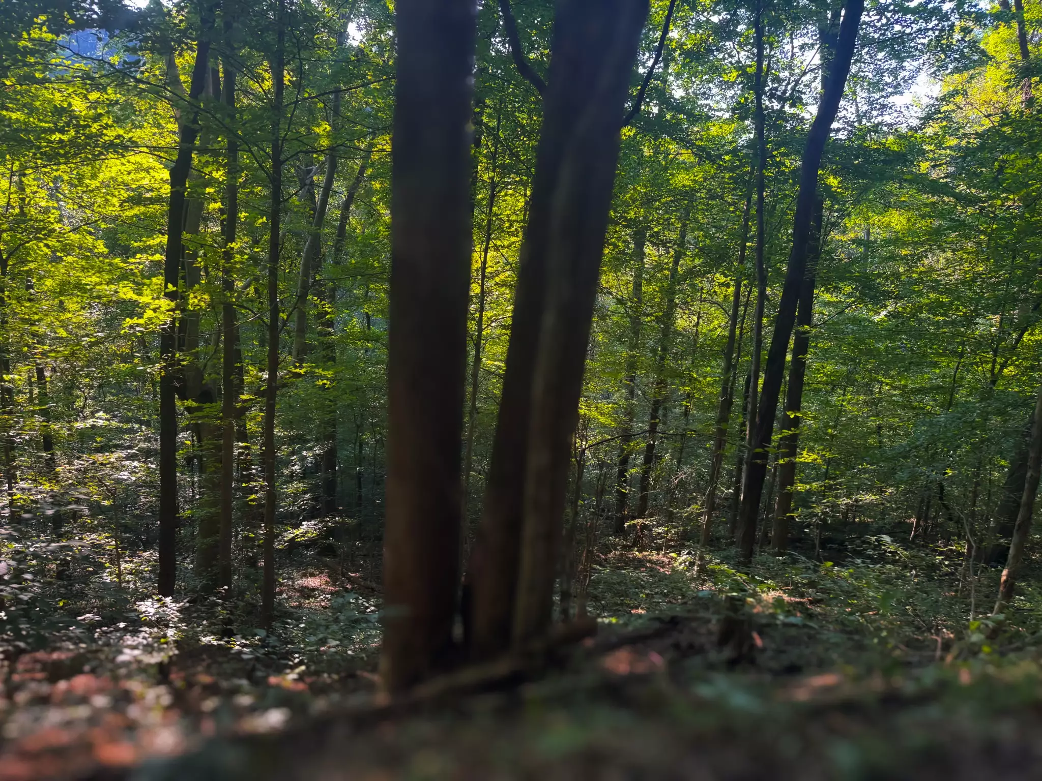 Lazy Branch Road, Wartrace, TN  37183