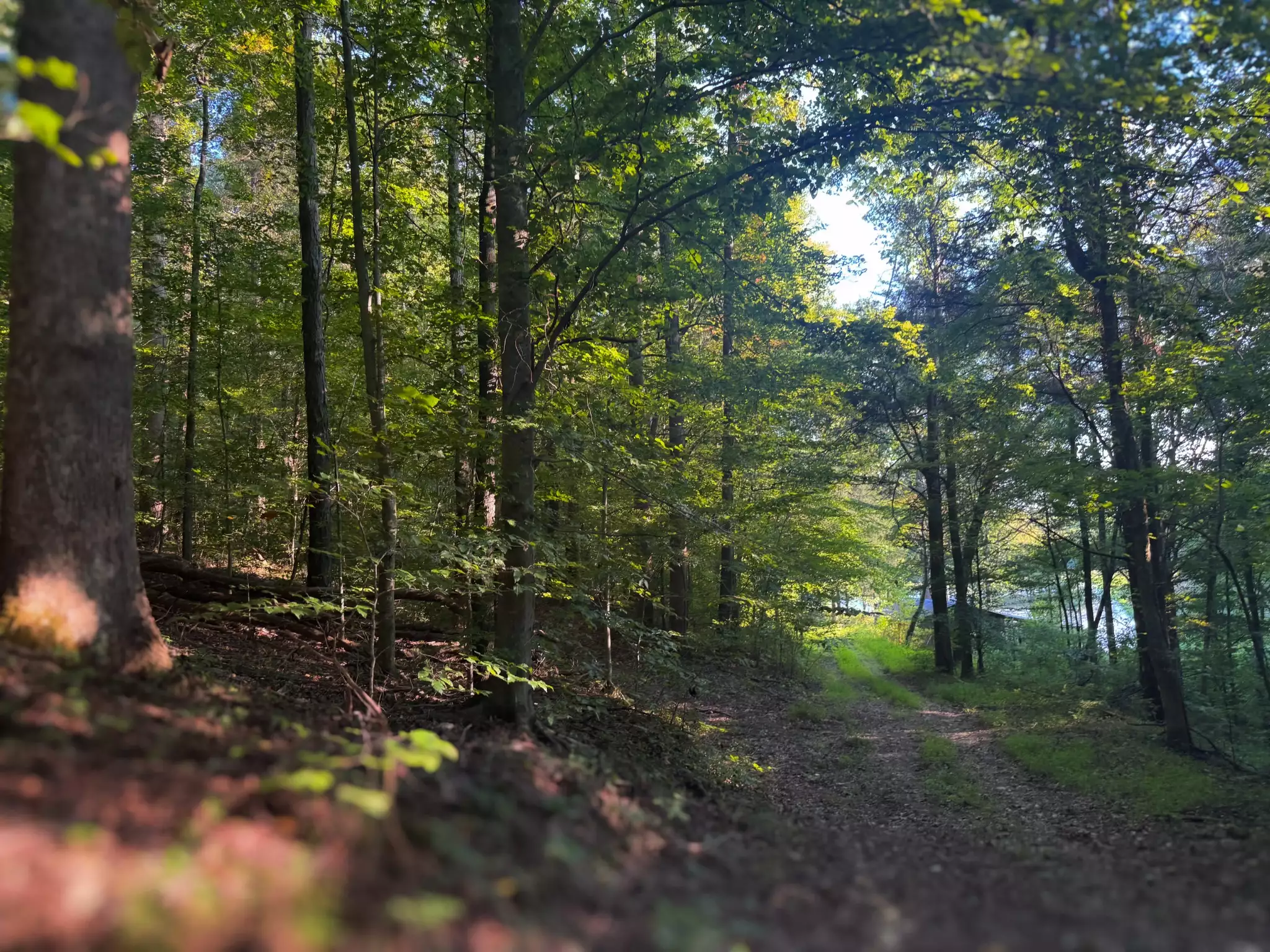 Lazy Branch Road, Wartrace, TN  37183