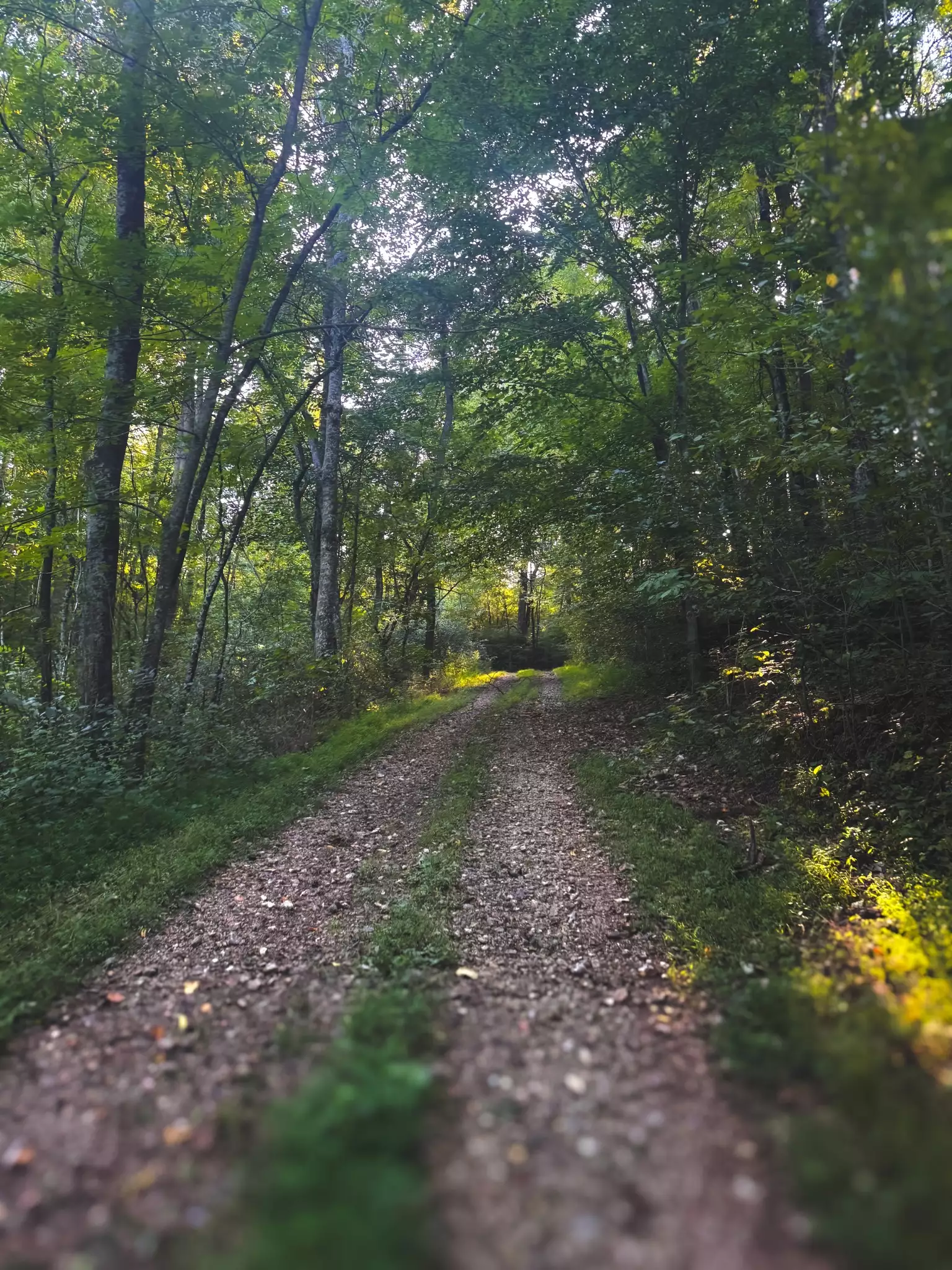 Lazy Branch Road, Wartrace, TN  37183