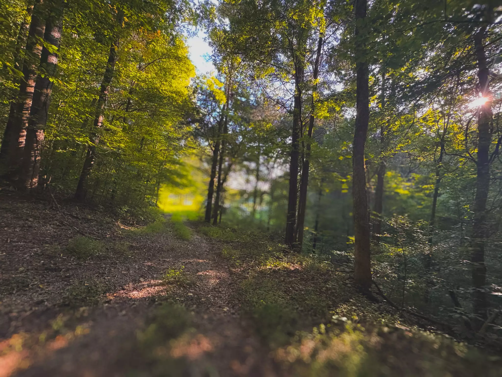 Lazy Branch Road, Wartrace, TN  37183