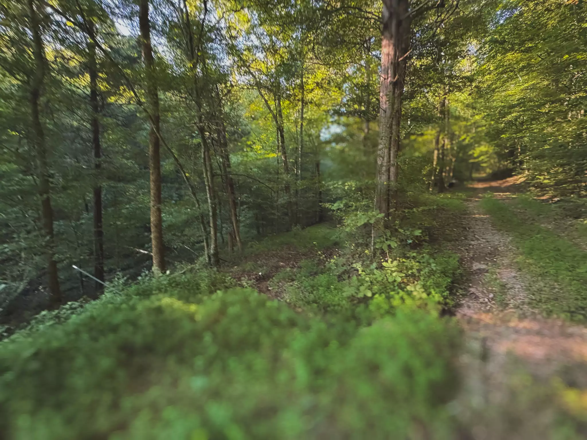 Lazy Branch Road, Wartrace, TN  37183