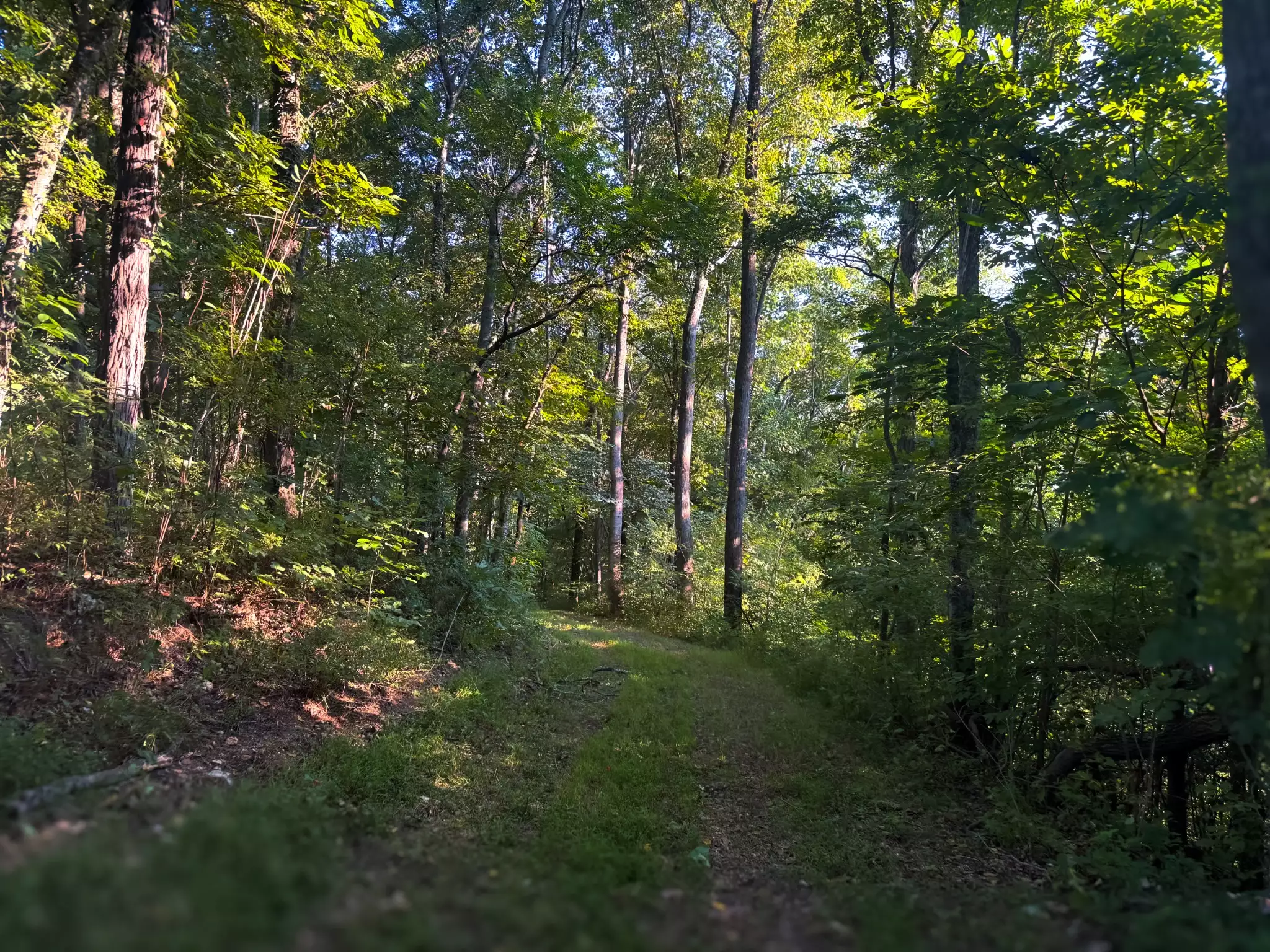 Lazy Branch Road, Wartrace, TN  37183