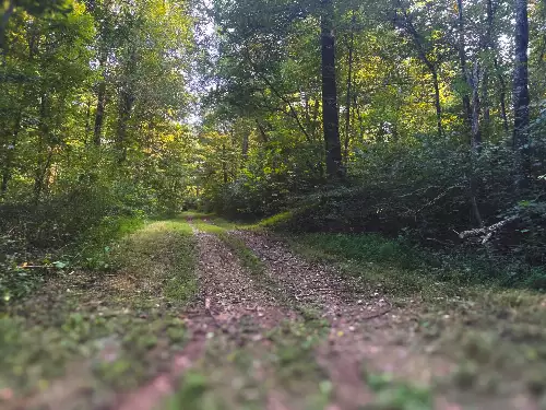 Lazy Branch Road, Wartrace, TN  37183