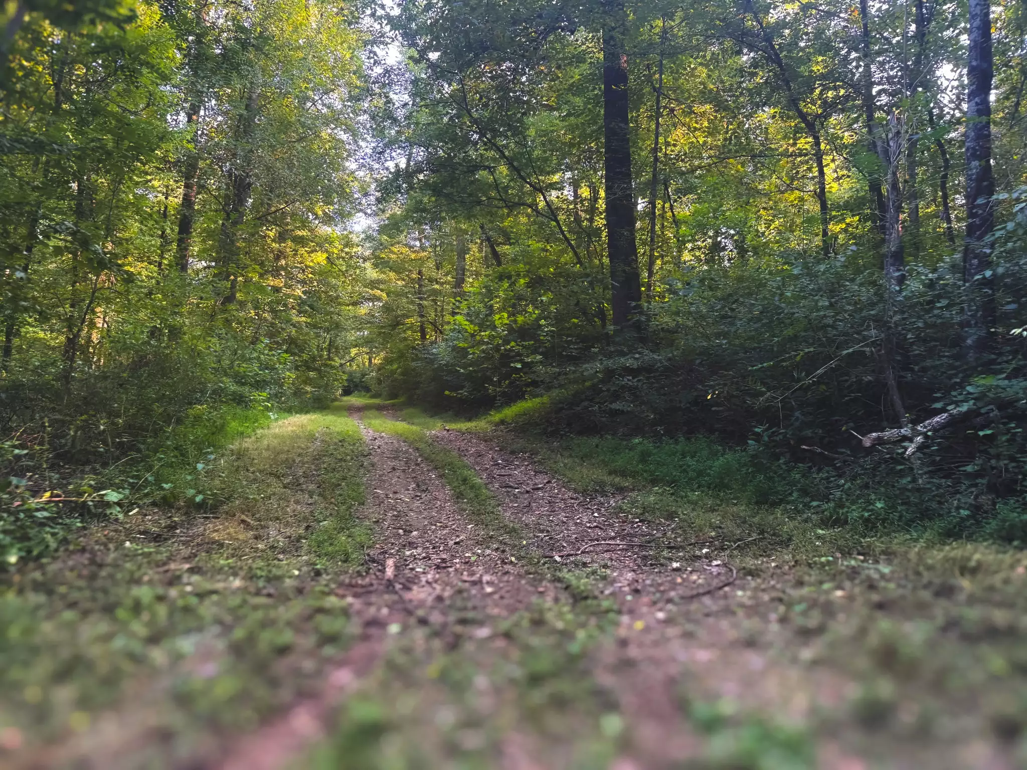 Lazy Branch Road, Wartrace, TN  37183