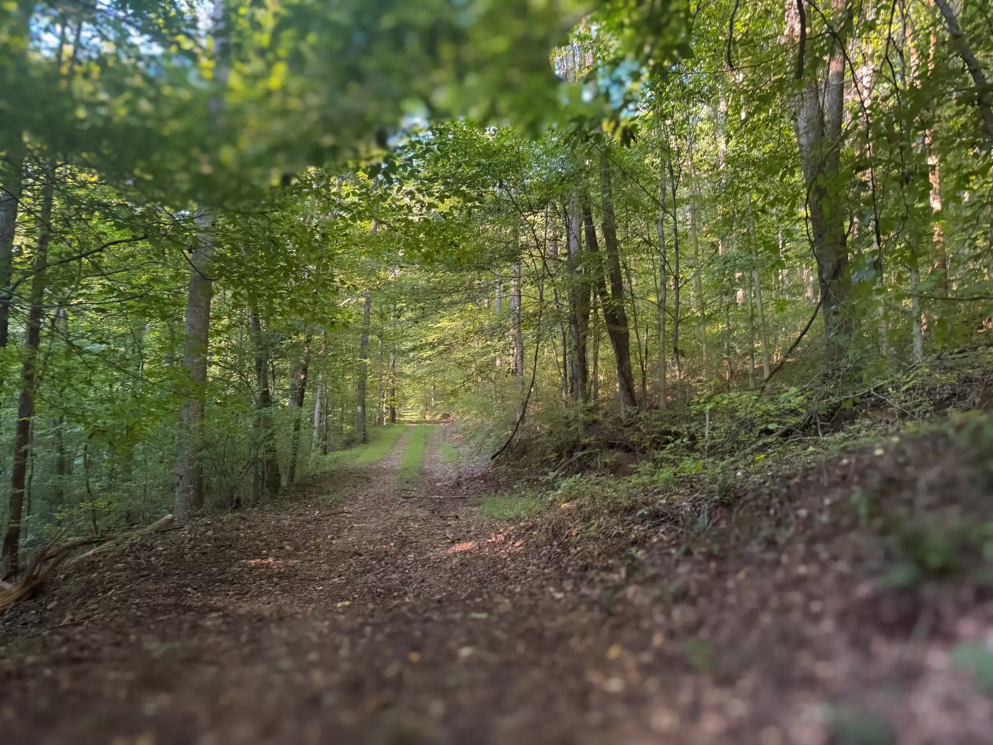 Lazy Branch Road, Wartrace, TN  37183