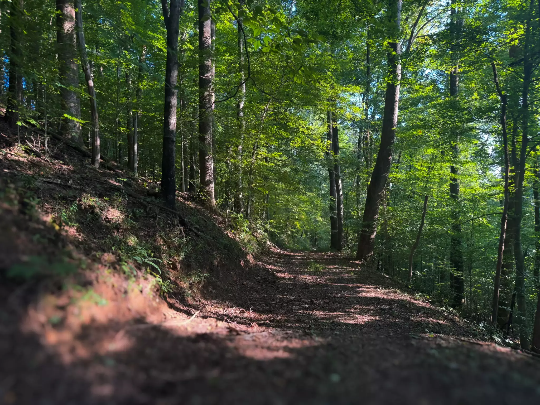 Lazy Branch Road, Wartrace, TN  37183